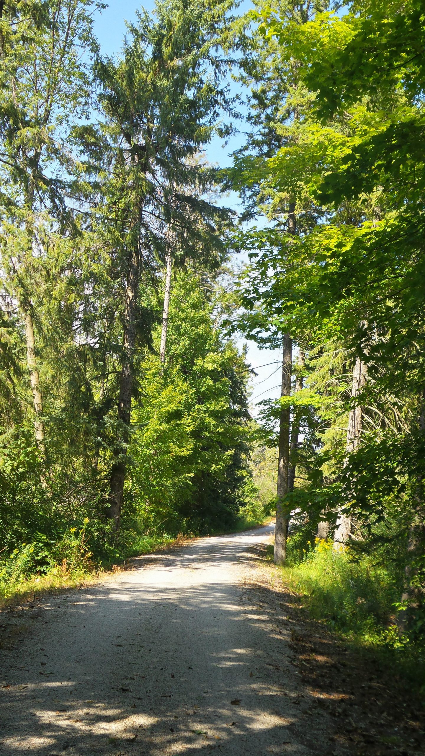 A quiet, winding gravel path surrounded by tall trees and lush greenery on both sides, under a clear blue sky. The sunlight filters through the leaves, creating a serene and inviting atmosphere perfect for a nature walk. Lake to Lake mountain bike trail.