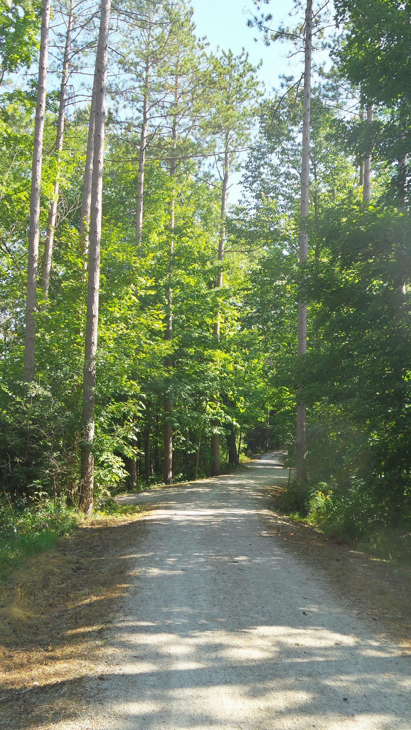 A peaceful gravel path winding through a lush green forest, bordered by tall trees under a clear blue sky. Sunlight filters through the leaves, casting soft shadows on the ground. Lake to Lake mountain bike trail.