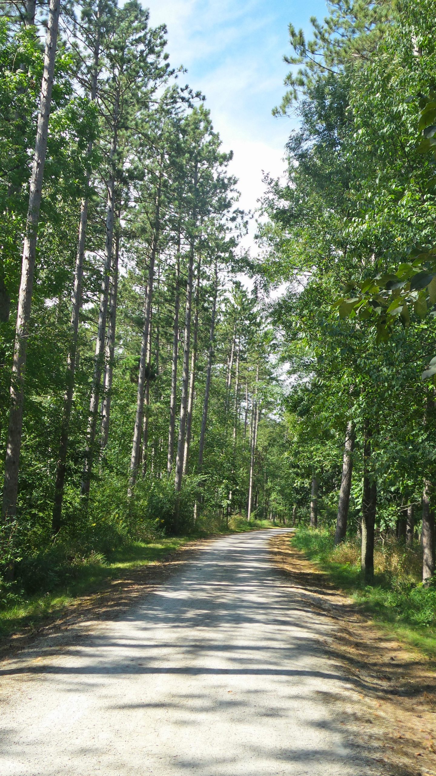 A serene gravel path winding through a lush green forest, lined with tall trees under a clear blue sky. Sunlight filters through the foliage, creating a peaceful atmosphere. Lake to Lake mountain bike trail.