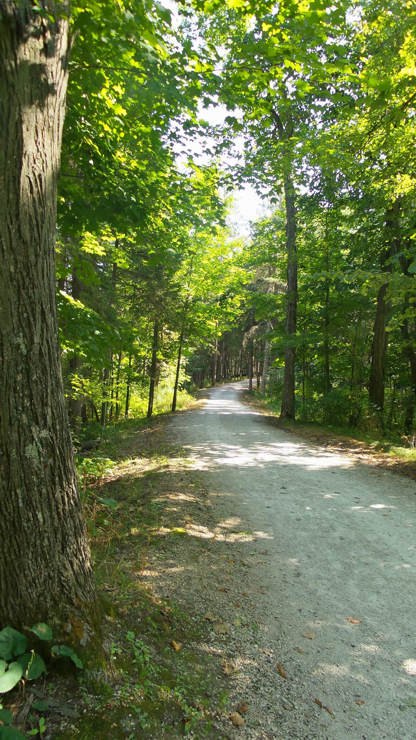 A peaceful dirt path winding through a lush, green forest, flanked by tall trees with vibrant leaves. Sunlight filters through the canopy, creating dappled shadows on the ground. The scene invites a sense of tranquility and connection with nature. Lake to Lake mountain bike trail.