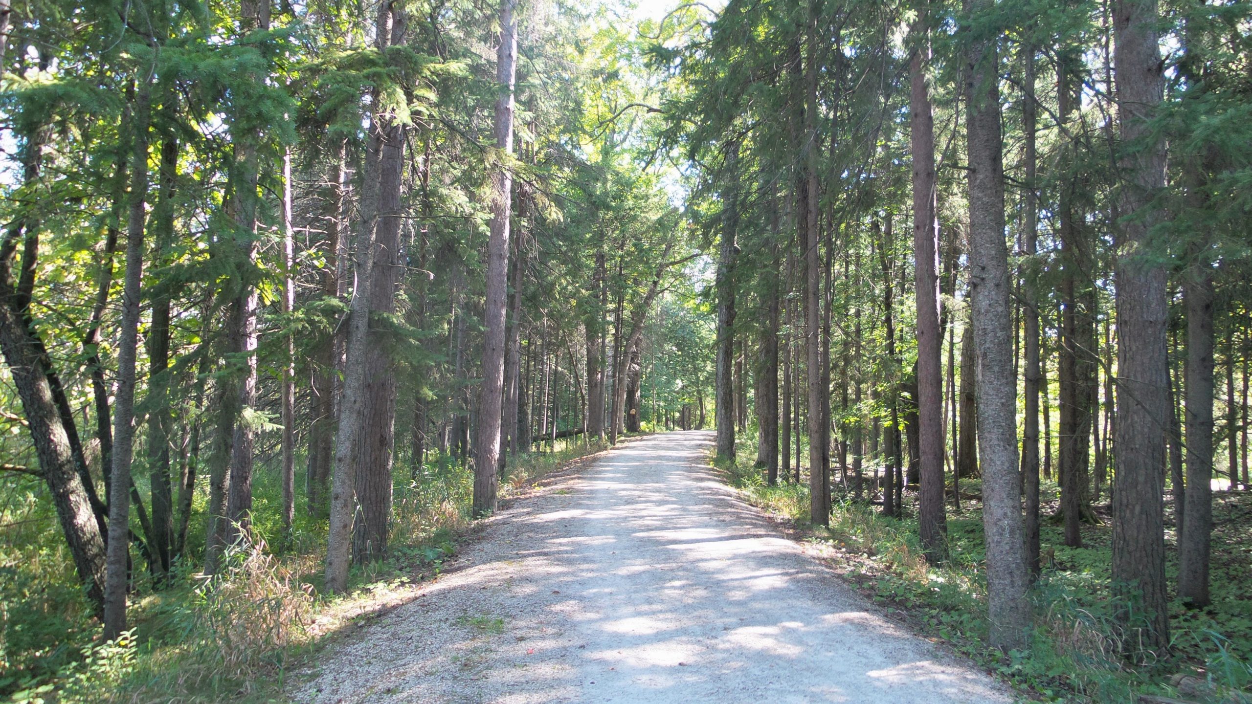A peaceful forest path winding through tall trees, with dappled sunlight filtering through the leaves. The gravel road is surrounded by lush greenery and underbrush, inviting exploration and tranquility. Lake to Lake mountain bike trail.