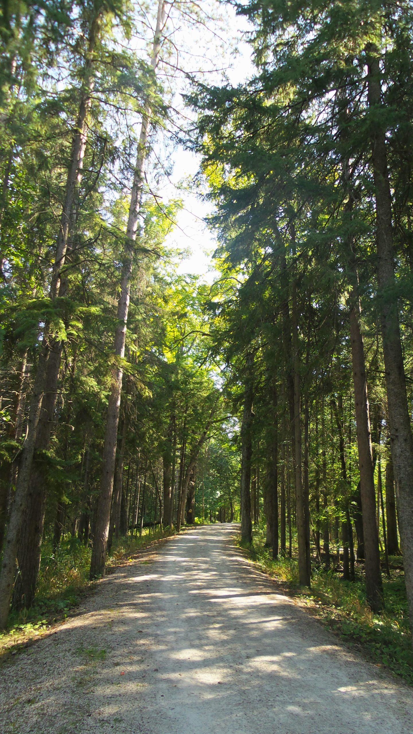 A serene dirt path running through a lush forest, flanked by tall trees with green foliage. Sunlight filters through the branches, casting dappled shadows on the path. Lake to Lake mountain bike trail.
