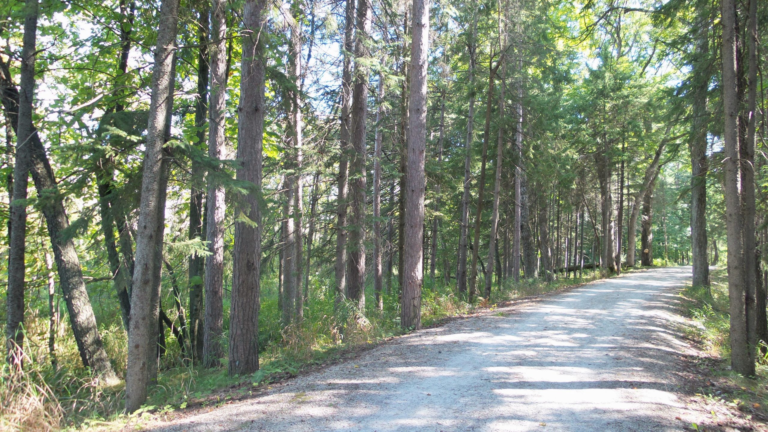 A sunlit gravel path winding through a dense forest of tall trees, with dappled light filtering through the leaves, creating a serene and inviting atmosphere. Lake to Lake mountain bike trail.