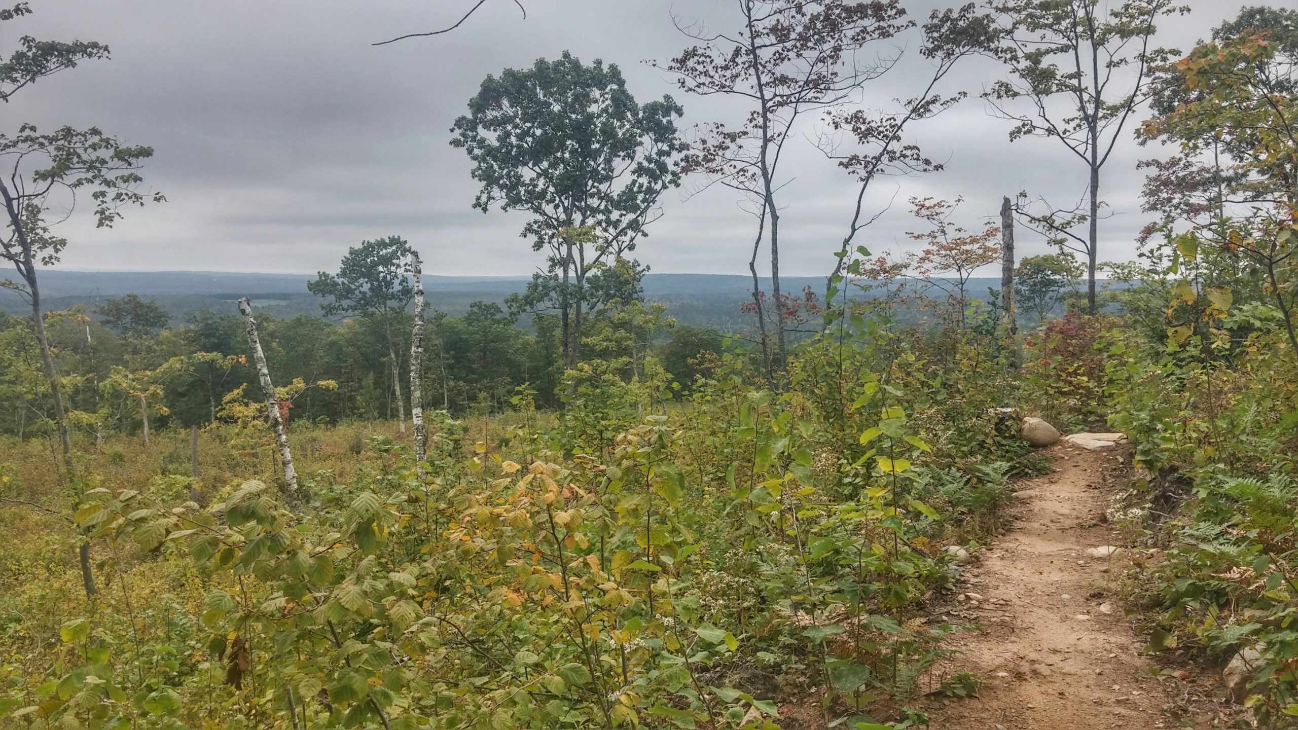 A forested landscape with a dirt path winding through lush green foliage, leading to a distant view of rolling hills under a cloudy sky. The scene features various trees, including tall, slender ones and shorter, bushy plants, creating a natural, serene atmosphere. Mt Ashwabay Singletrack mountain bike trail.