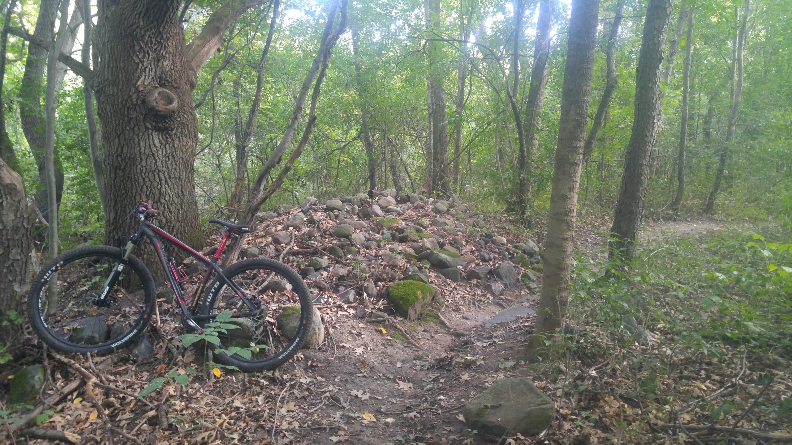 A mountain bike resting against a tree in a wooded area, with a rocky incline and overgrown foliage surrounding a dirt trail. Sunlight filters through the trees, illuminating the greenery. Holdridge Recreation Area mountain bike trail.