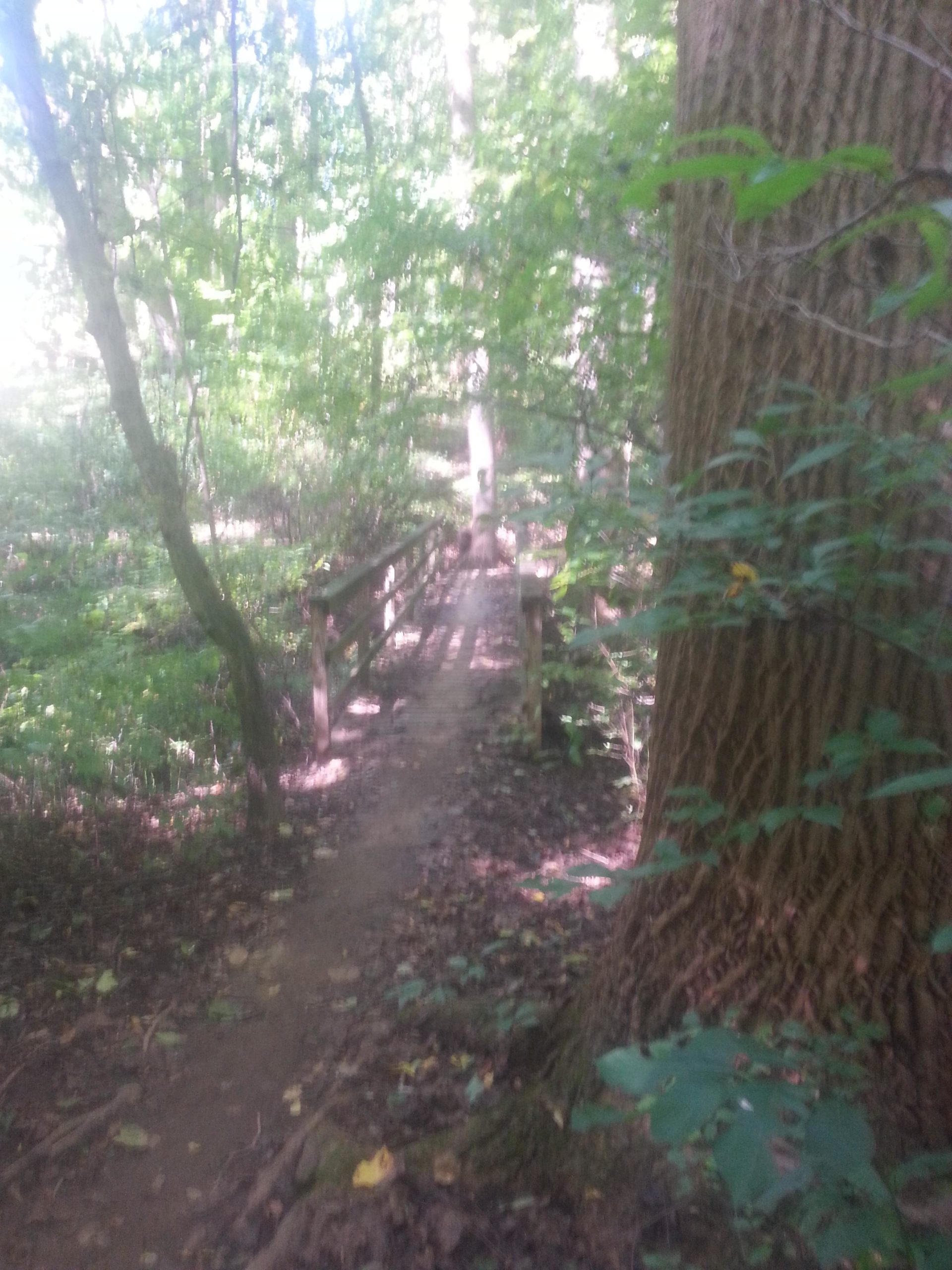 A narrow path winding through a lush green forest, leading to a wooden bridge. The sun filters through the trees, casting dappled light on the ground covered in leaves and natural foliage. Tall trees line the sides of the trail, creating a serene and peaceful atmosphere. White Clay Creek mountain bike trail.