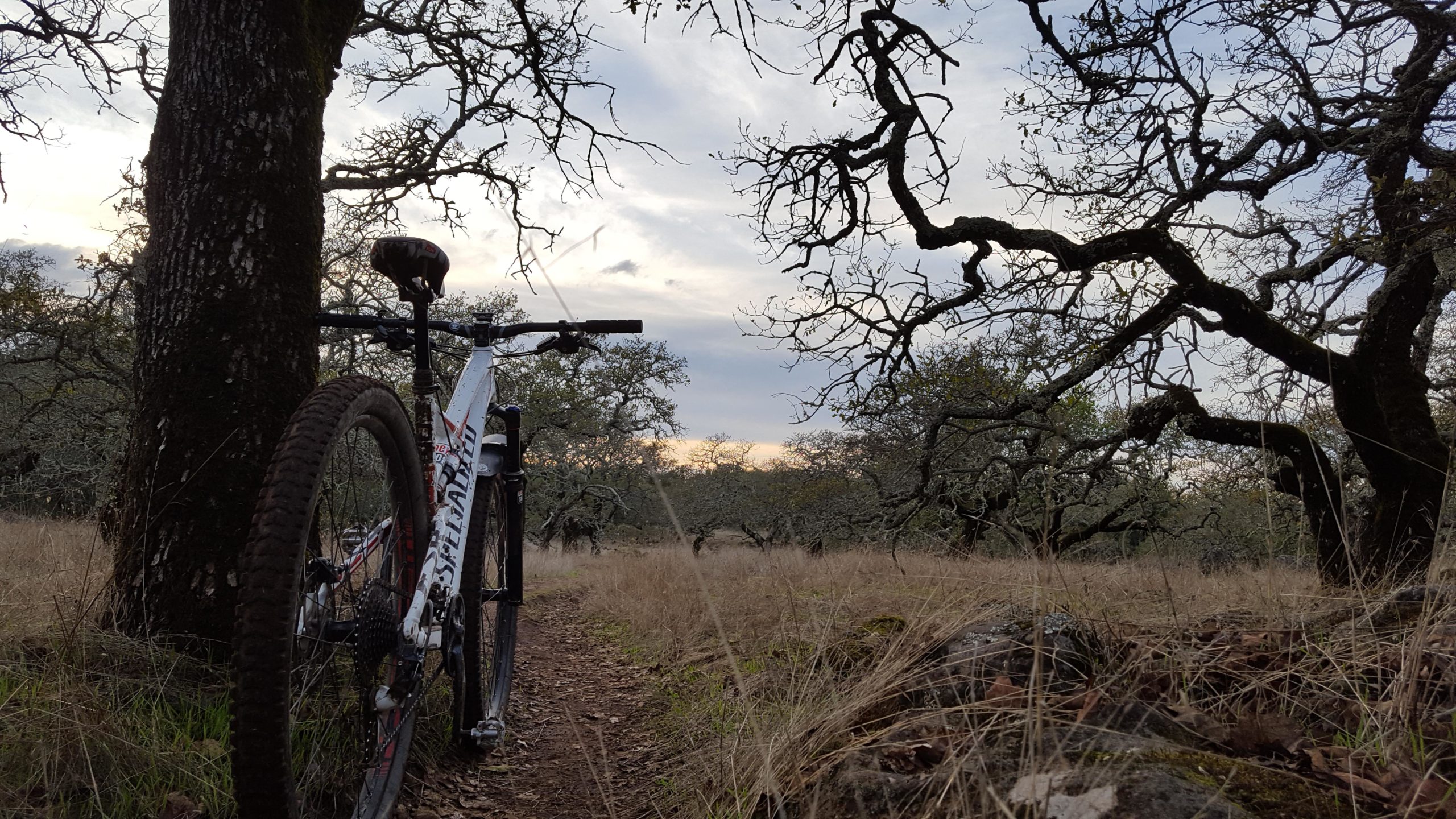 A mountain bike leaning against a tree along a dirt trail, surrounded by grassy terrain and sparse trees under a cloudy sky. Annadel State Park mountain bike trail.