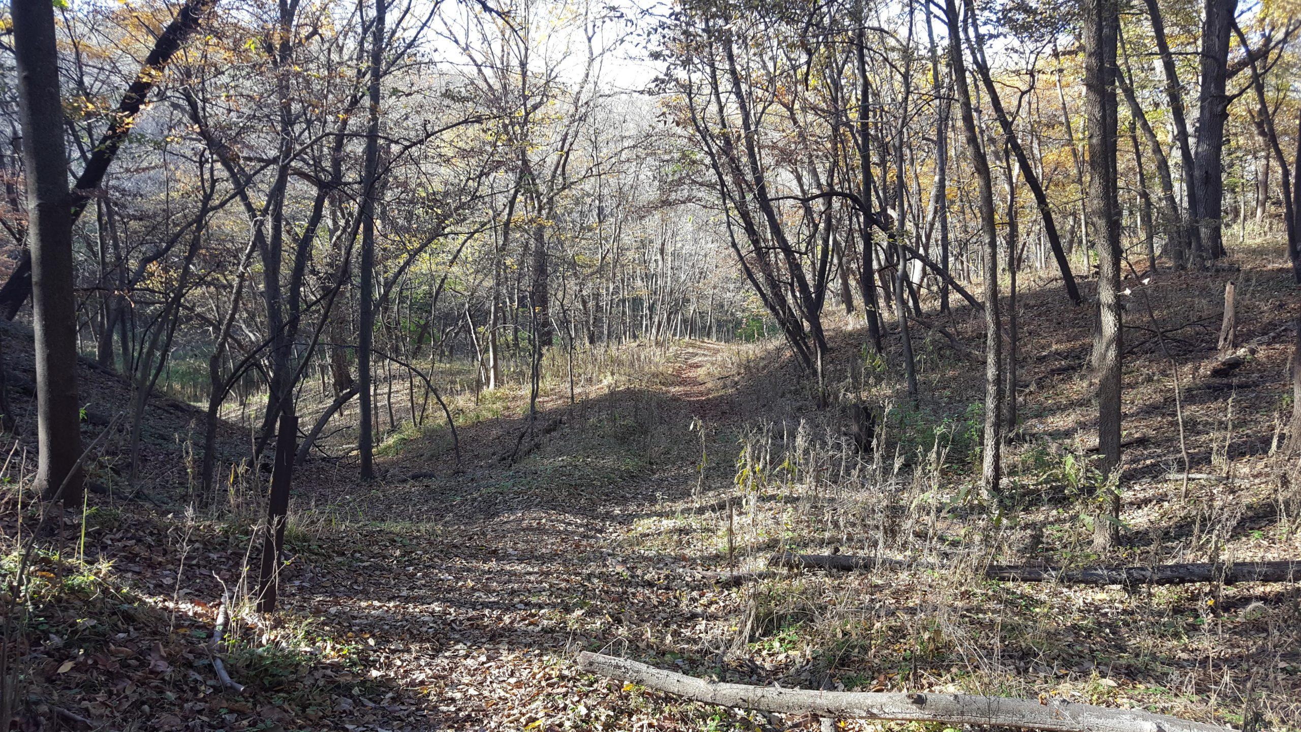A quiet forest scene featuring a narrow, winding path surrounded by trees in autumn. The ground is covered with fallen leaves, and sunlight filters through the branches, creating a soft, dappled light effect on the trail. Jewel Park mountain bike trail.