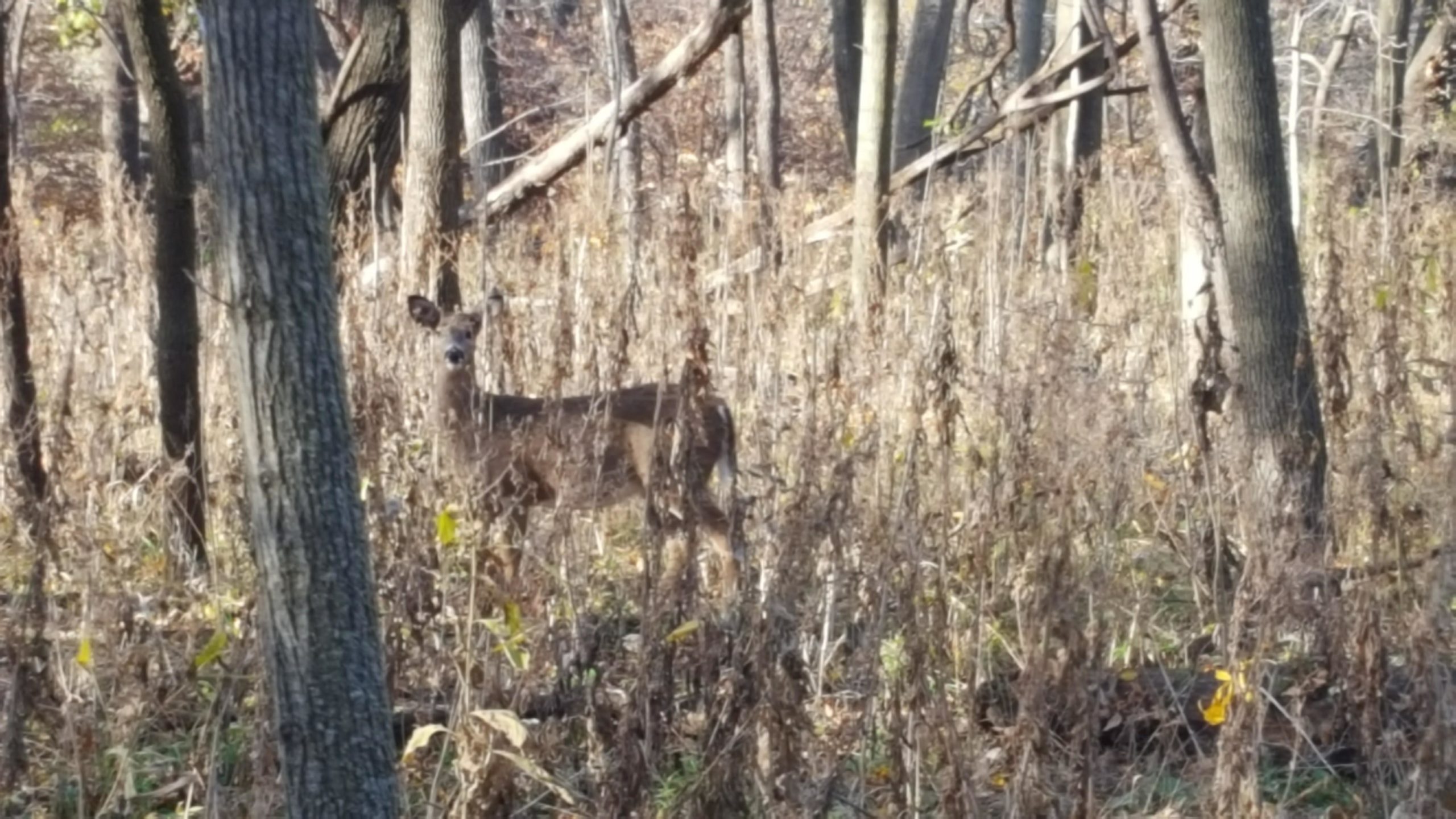 A deer stands among tall grass and thin trees in a wooded area, with sunlight filtering through the branches. Jewel Park mountain bike trail.