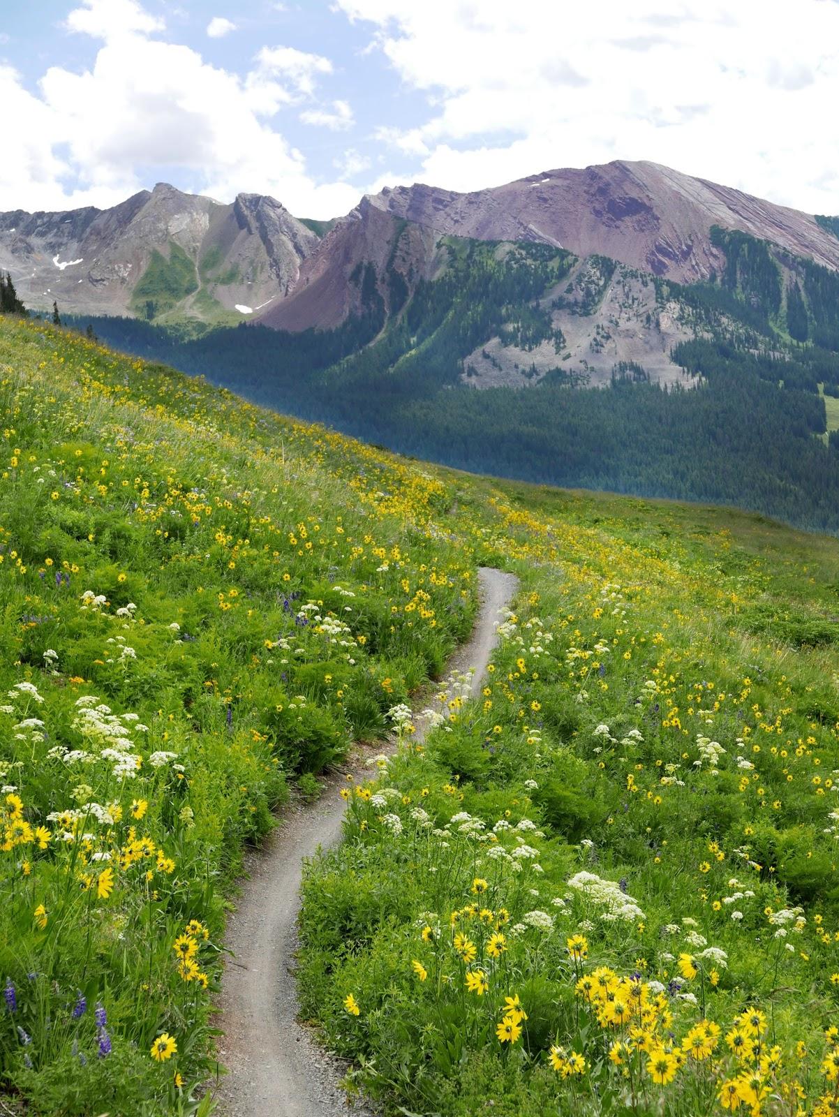 A winding dirt path meanders through a vibrant field of wildflowers, including yellow daisies and white blooms, leading toward a backdrop of rugged, majestic mountains under a partly cloudy sky. Trail 401 mountain bike trail.