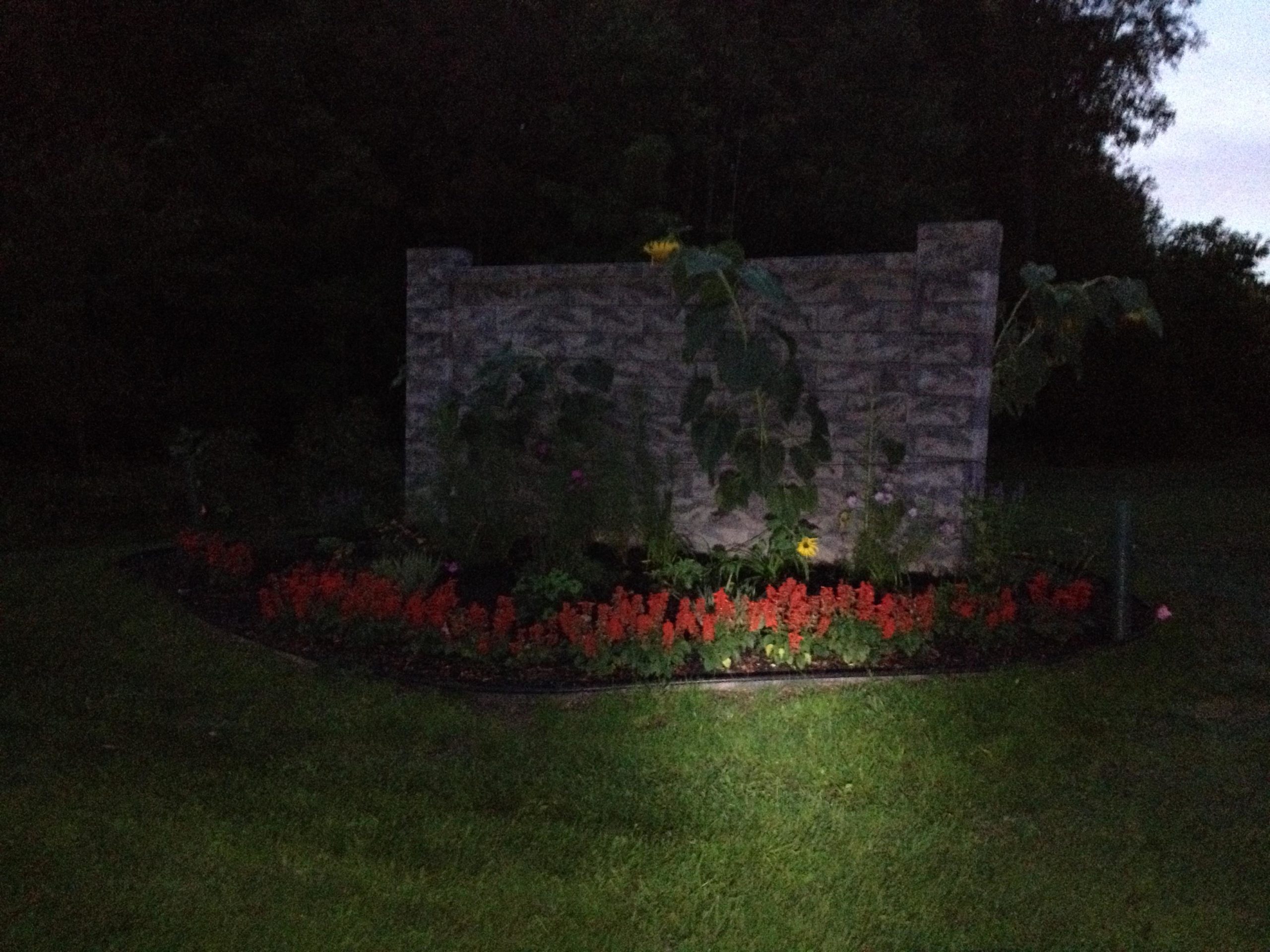 A dimly lit garden at dusk featuring a stone wall as the backdrop. In front of the wall, there is a vibrant flower bed with clusters of red flowers, surrounded by various green plants and sunflowers. The area is bordered by well-maintained grass, giving it a serene and inviting atmosphere. Burchfield mountain bike trail.