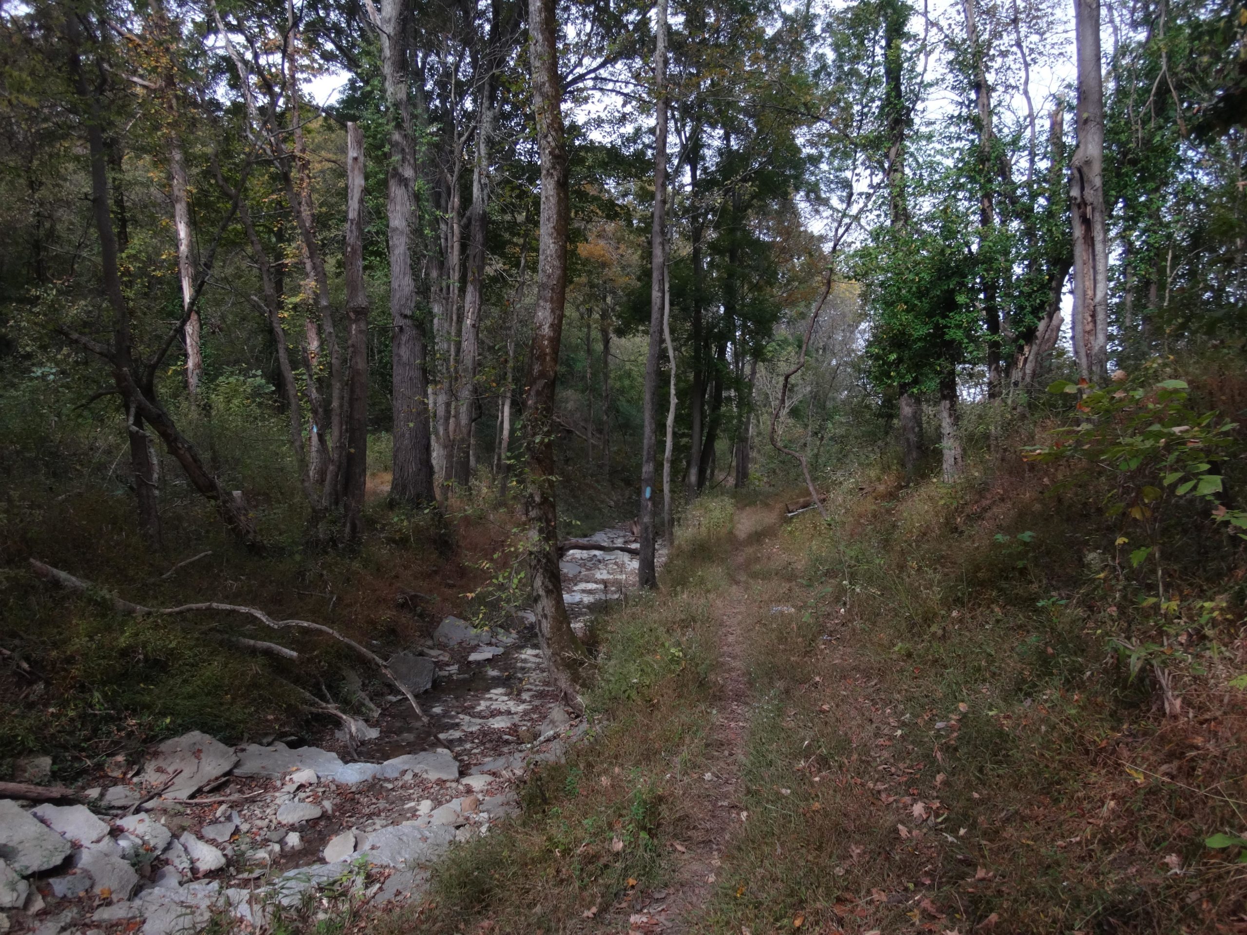A tranquil forest scene featuring a narrow dirt path winding through tall trees. The ground is covered with stones and patches of grass, and the surrounding foliage showcases a mix of greenery and autumn colors, conveying a peaceful, natural environment. East Fork mountain bike trail.