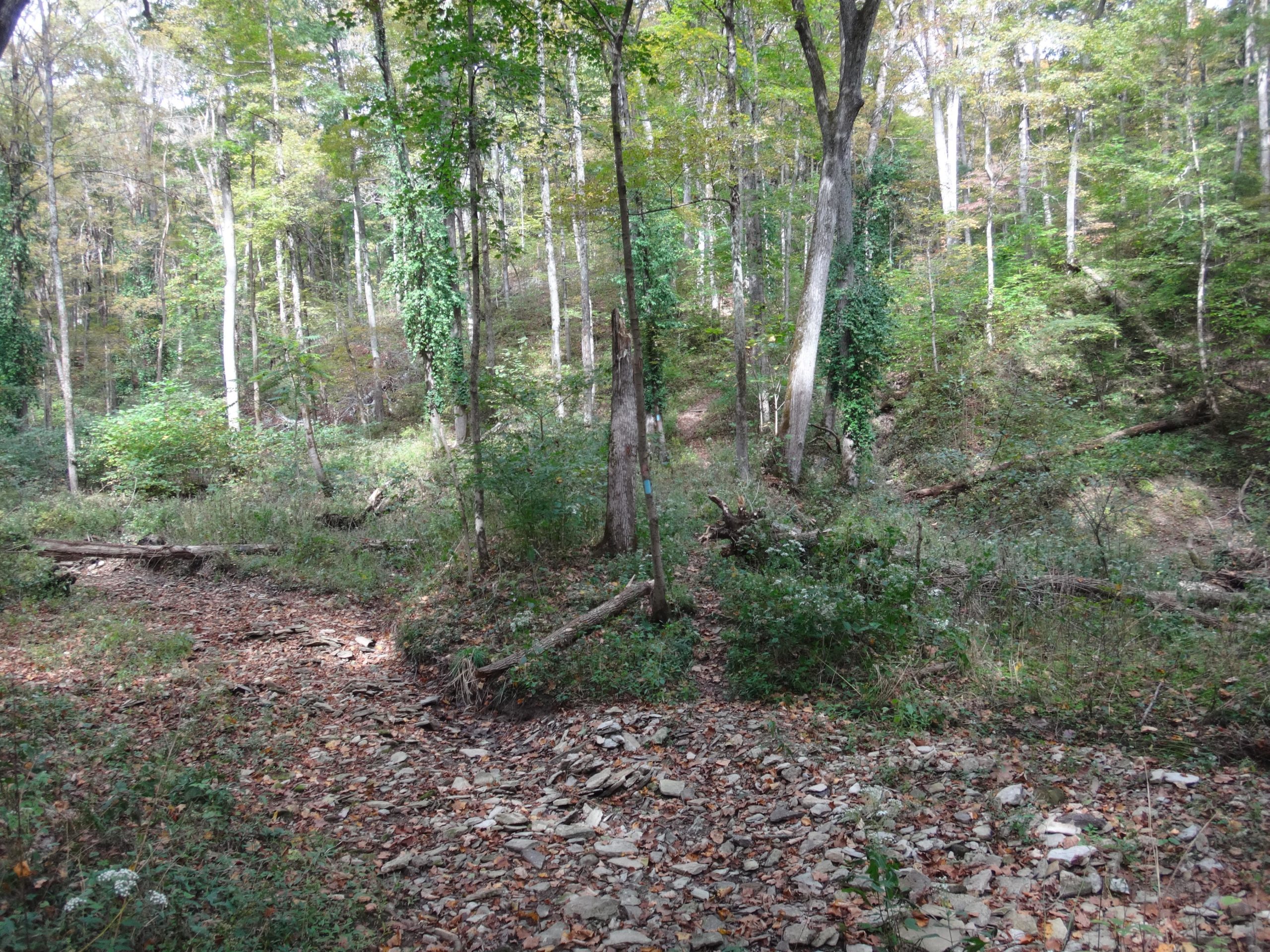 A tranquil forest scene featuring tall trees with green foliage, a variety of underbrush, and a leaf-covered ground. The image shows a winding path that leads into the dense woods, where sunlight filters through the leaves, creating a serene atmosphere. Fallen logs and rocks are scattered throughout, contributing to the natural feel of the environment. East Fork mountain bike trail.