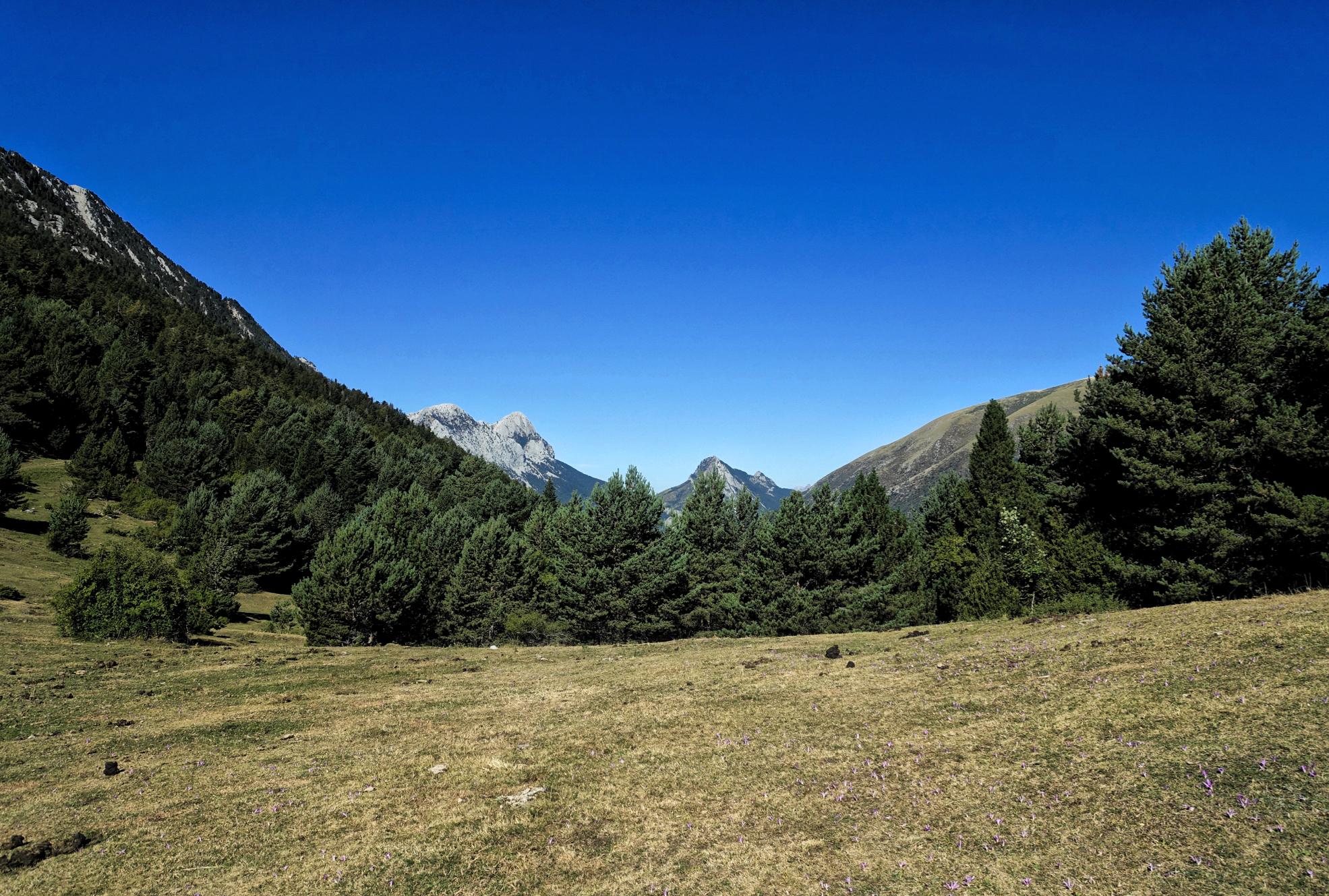 A panoramic view of a mountainous landscape featuring rolling hills and dense coniferous trees under a clear blue sky. The scene showcases two prominent mountain peaks in the background, with a grassy meadow in the foreground sprinkled with wildflowers. Maxi Avalanche Trail mountain bike trail.