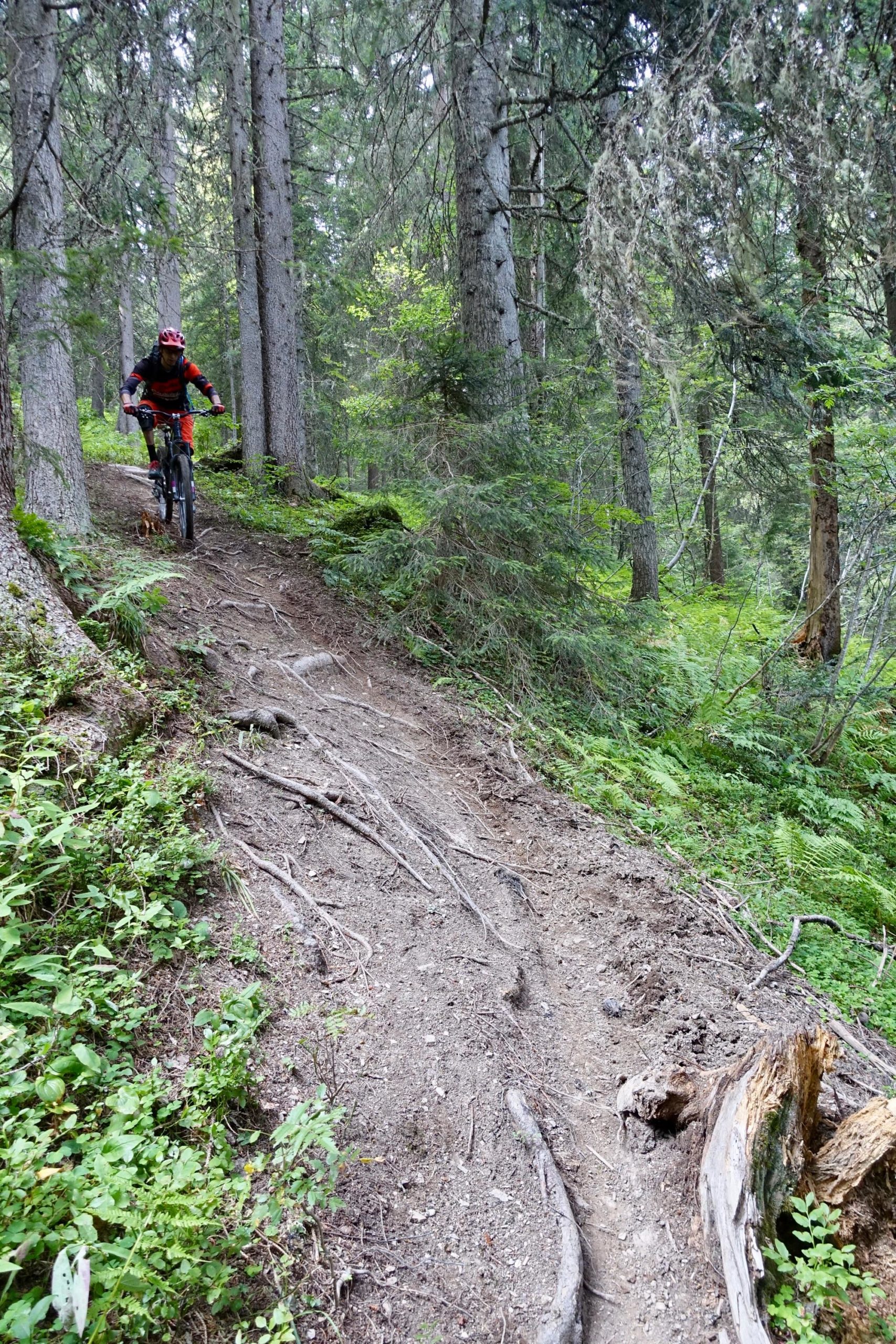 A mountain biker navigating a narrow trail through a dense forest, surrounded by tall trees and greenery. The path is uneven with exposed roots and loose dirt, illustrating a challenging terrain for trail riding. Pleney Bike Park mountain bike trail.
