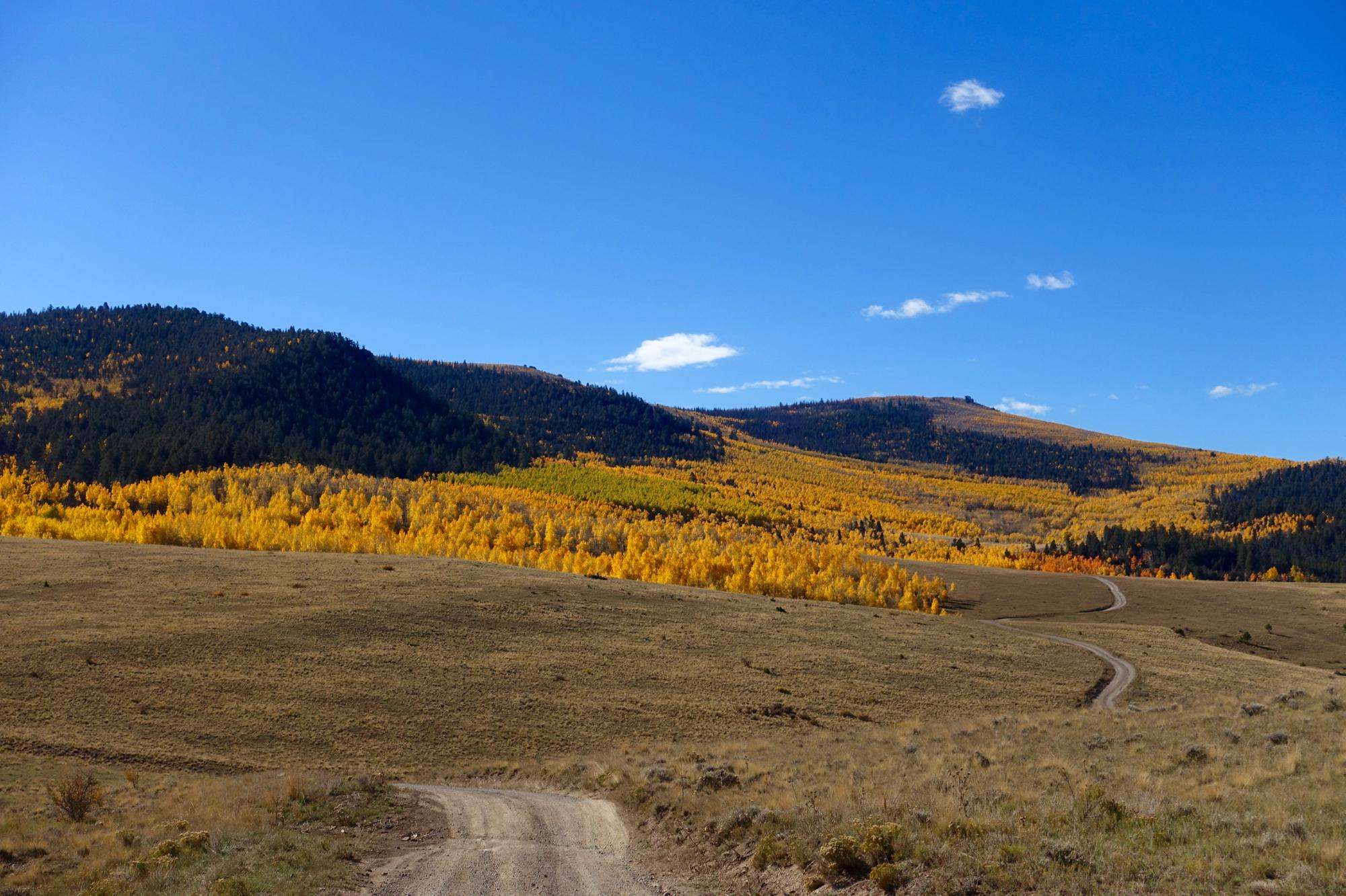 A picturesque landscape featuring rolling hills and a winding dirt road. The foreground shows a grassy field, leading up to a vibrant hillside covered in golden autumn foliage. In the background, a mix of green and dense dark forest contrasts with the bright yellow leaves under a clear blue sky dotted with a few fluffy clouds. Aspen Ridge / Road #185 mountain bike trail.
