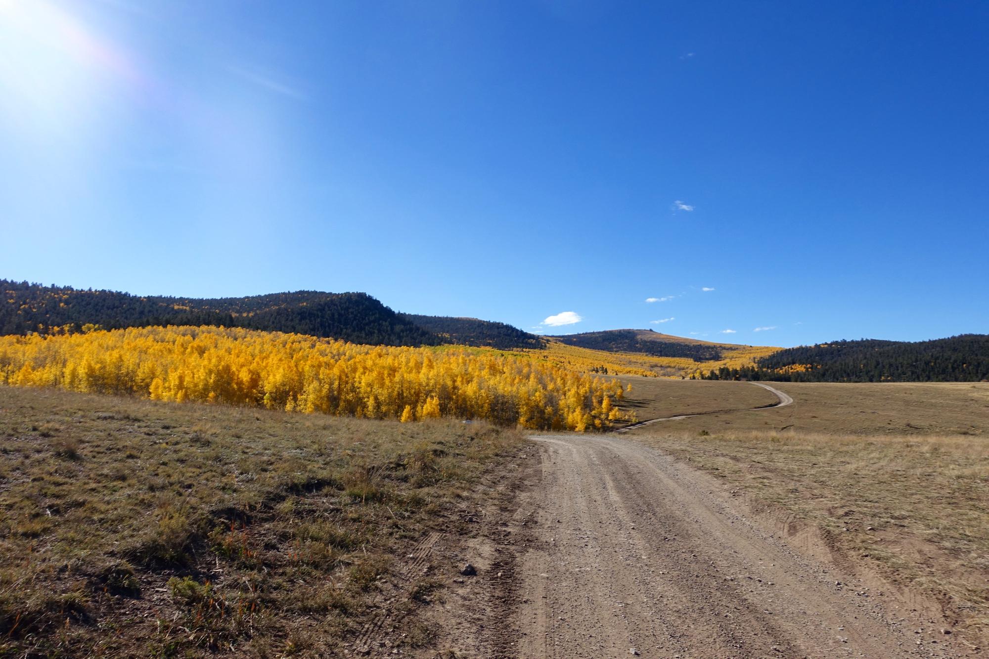 A scenic view of a dirt road winding through a grassy landscape with vibrant yellow foliage on trees in the background, under a clear blue sky. Mountains are visible in the distance. Aspen Ridge / Road #185 mountain bike trail.