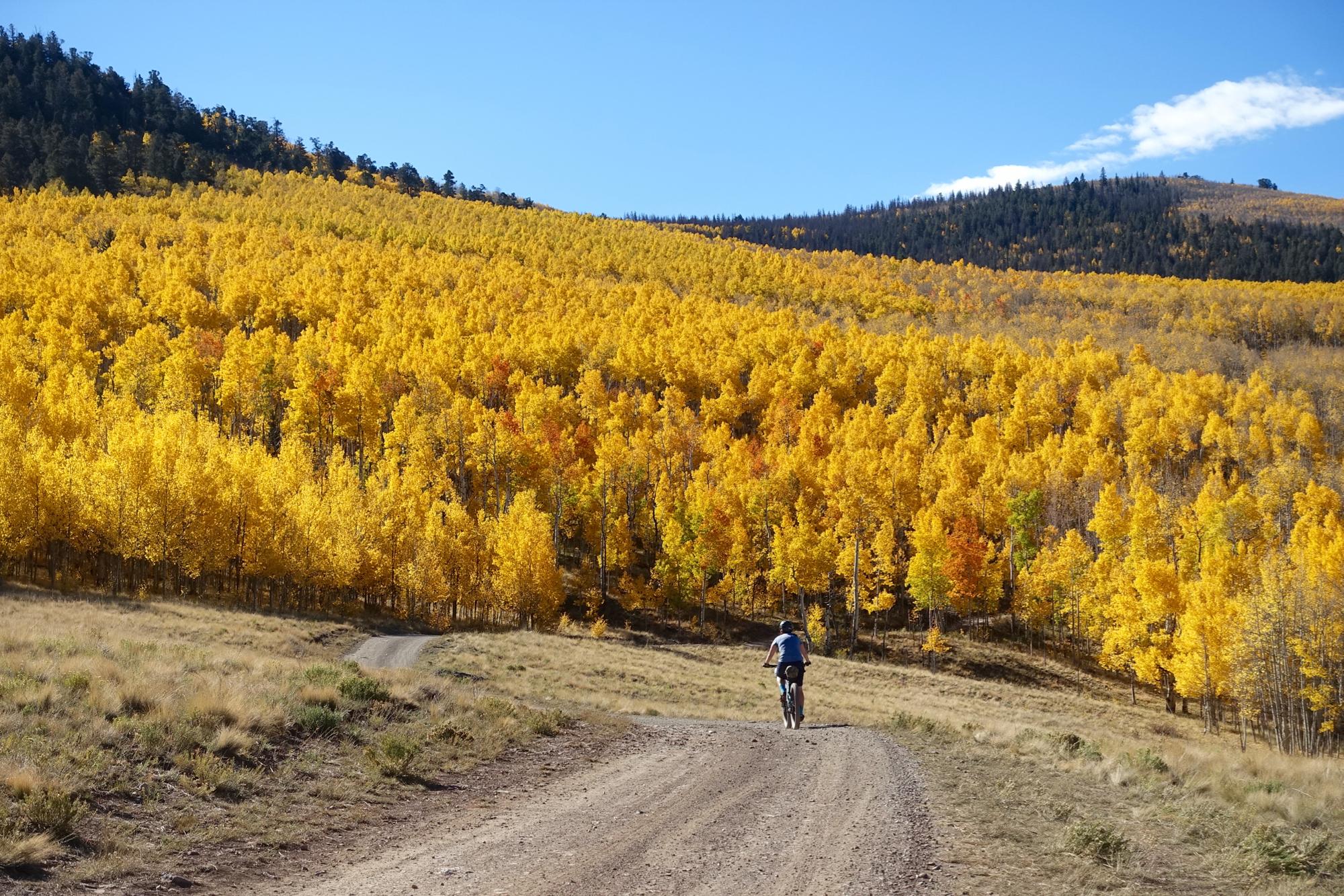 A person riding a mountain bike on a gravel road, surrounded by a vibrant forest of golden aspen trees under a clear blue sky. The landscape features rolling hills and the warm colors of autumn foliage. Aspen Ridge / Road #185 mountain bike trail.