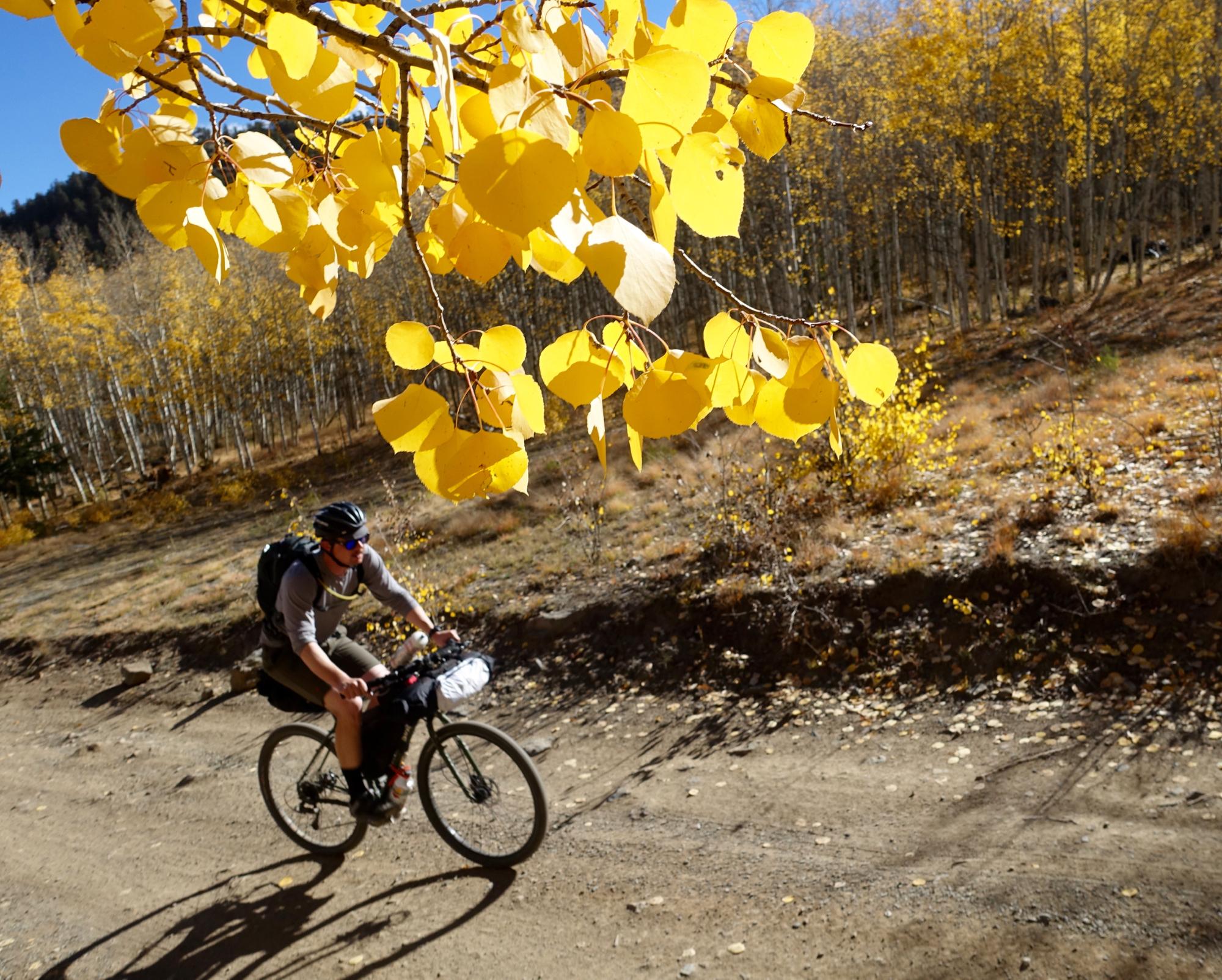 A cyclist riding on a dirt trail surrounded by autumn foliage, with bright yellow leaves in the foreground and a backdrop of aspen trees. The sun is shining, creating a warm and inviting atmosphere. Aspen Ridge / Road #185 mountain bike trail.