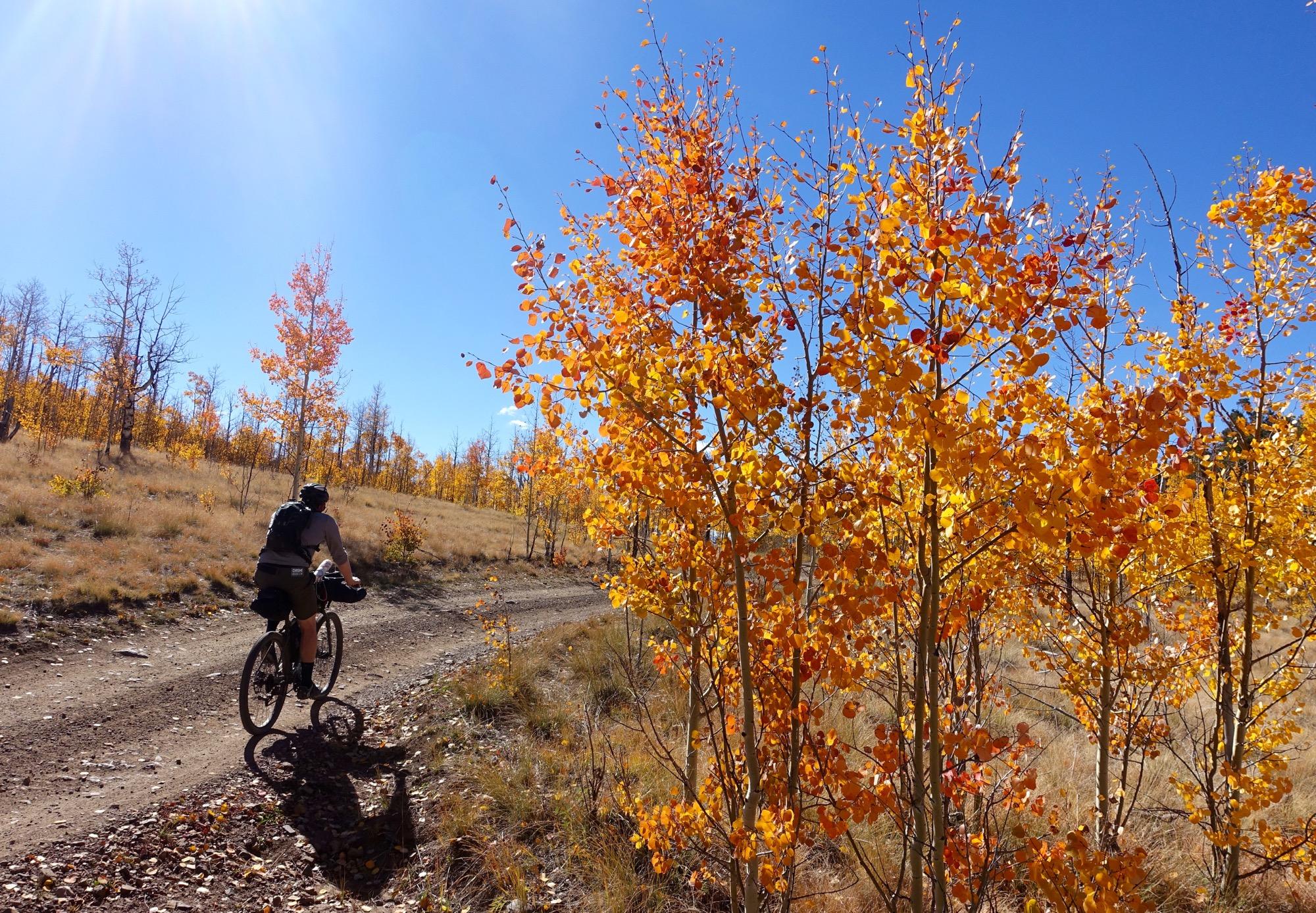 A person riding a bicycle along a dirt path surrounded by vibrant autumn trees with orange and yellow leaves under a clear blue sky. Aspen Ridge / Road #185 mountain bike trail.