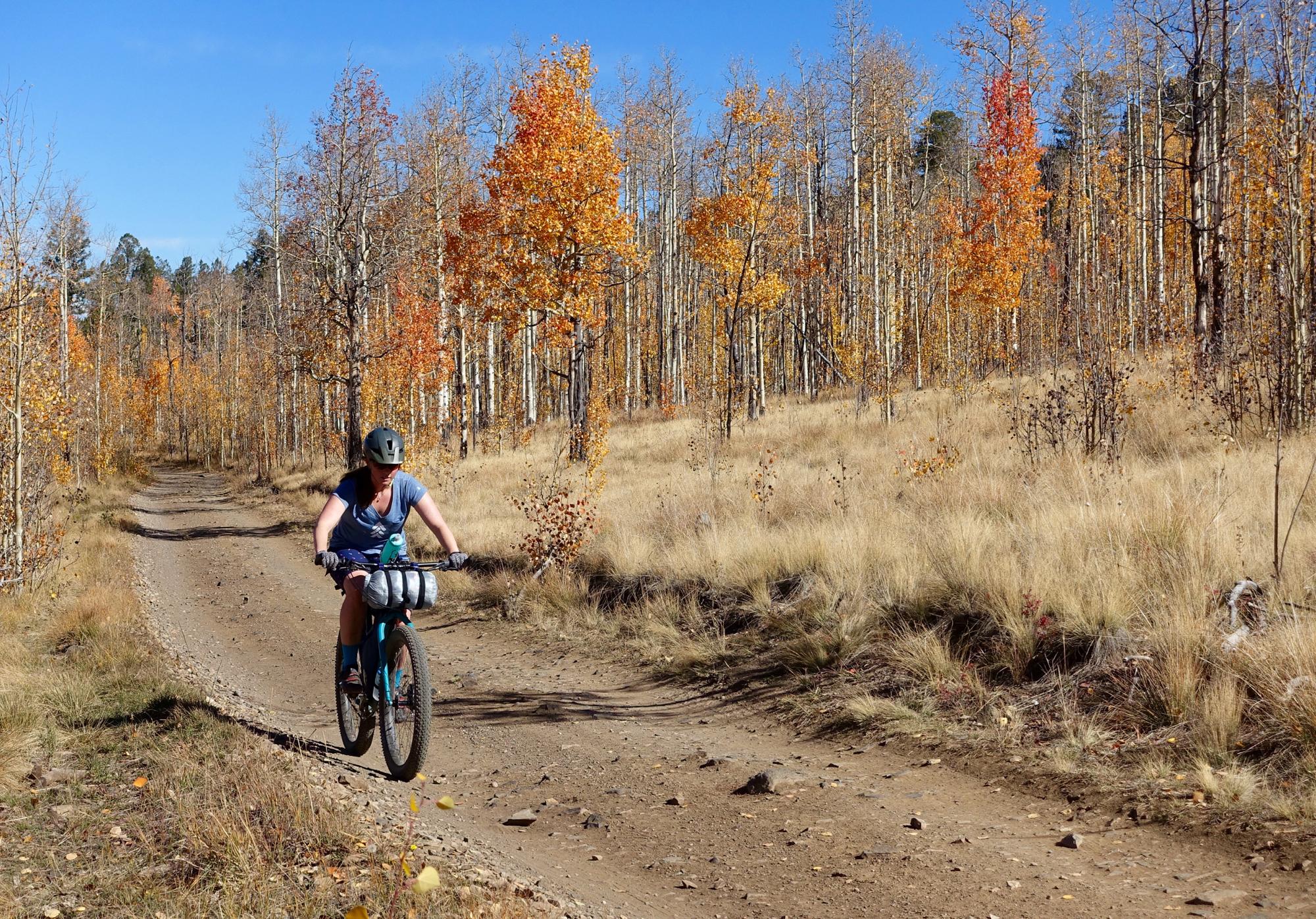 A person riding a mountain bike along a dirt trail surrounded by trees with vibrant autumn foliage. The scenery features golden and orange leaves under a clear blue sky. The trail is lined with tall grasses, and the cyclist is equipped with a helmet and bike gear, emphasizing outdoor adventure. Aspen Ridge / Road #185 mountain bike trail.