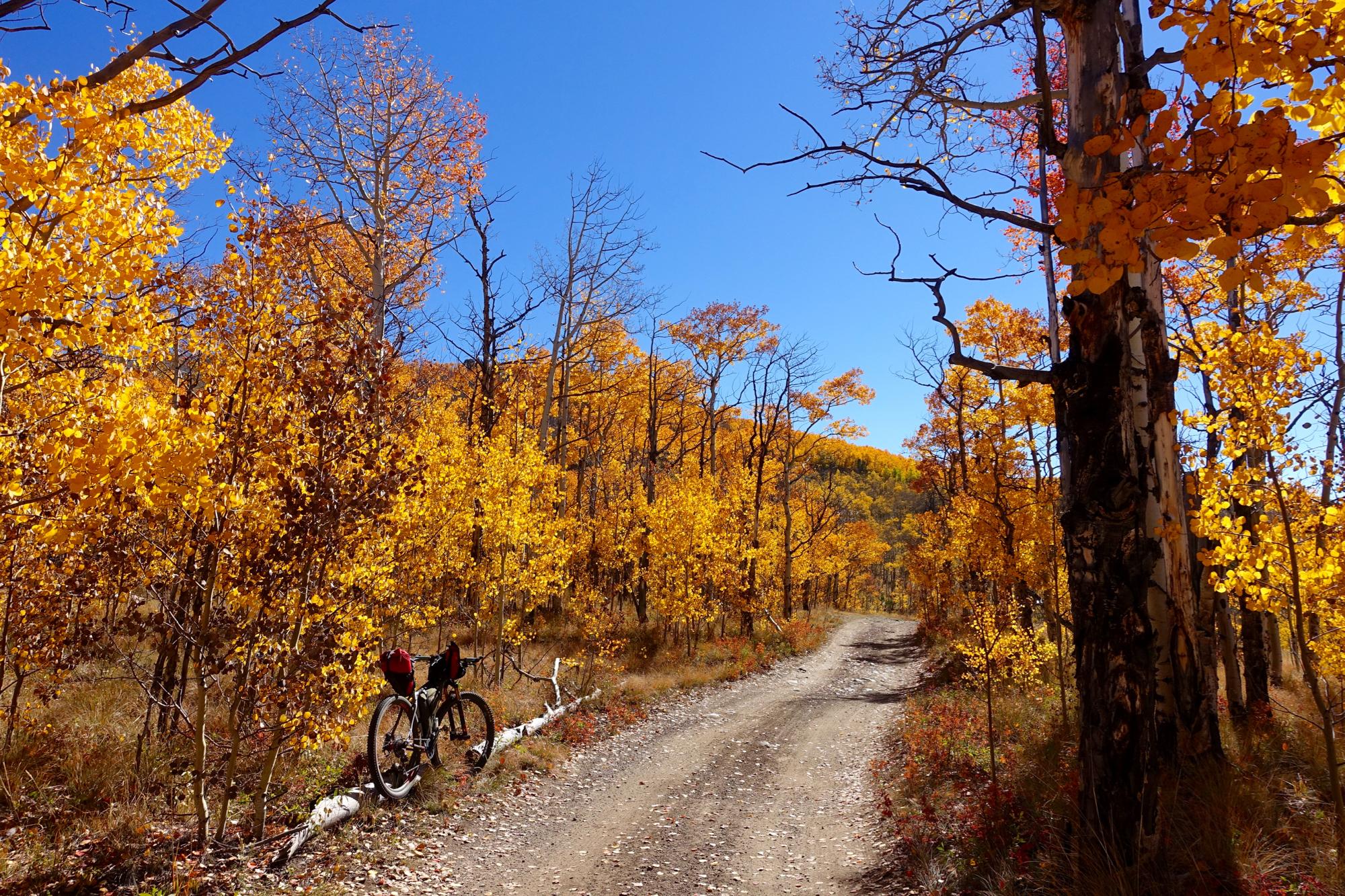 A scenic dirt path through a vibrant autumn forest with bright yellow and orange leaves, flanked by aspen trees. A bicycle with bags is parked on the left side of the trail, under a clear blue sky. Aspen Ridge / Road #185 mountain bike trail.