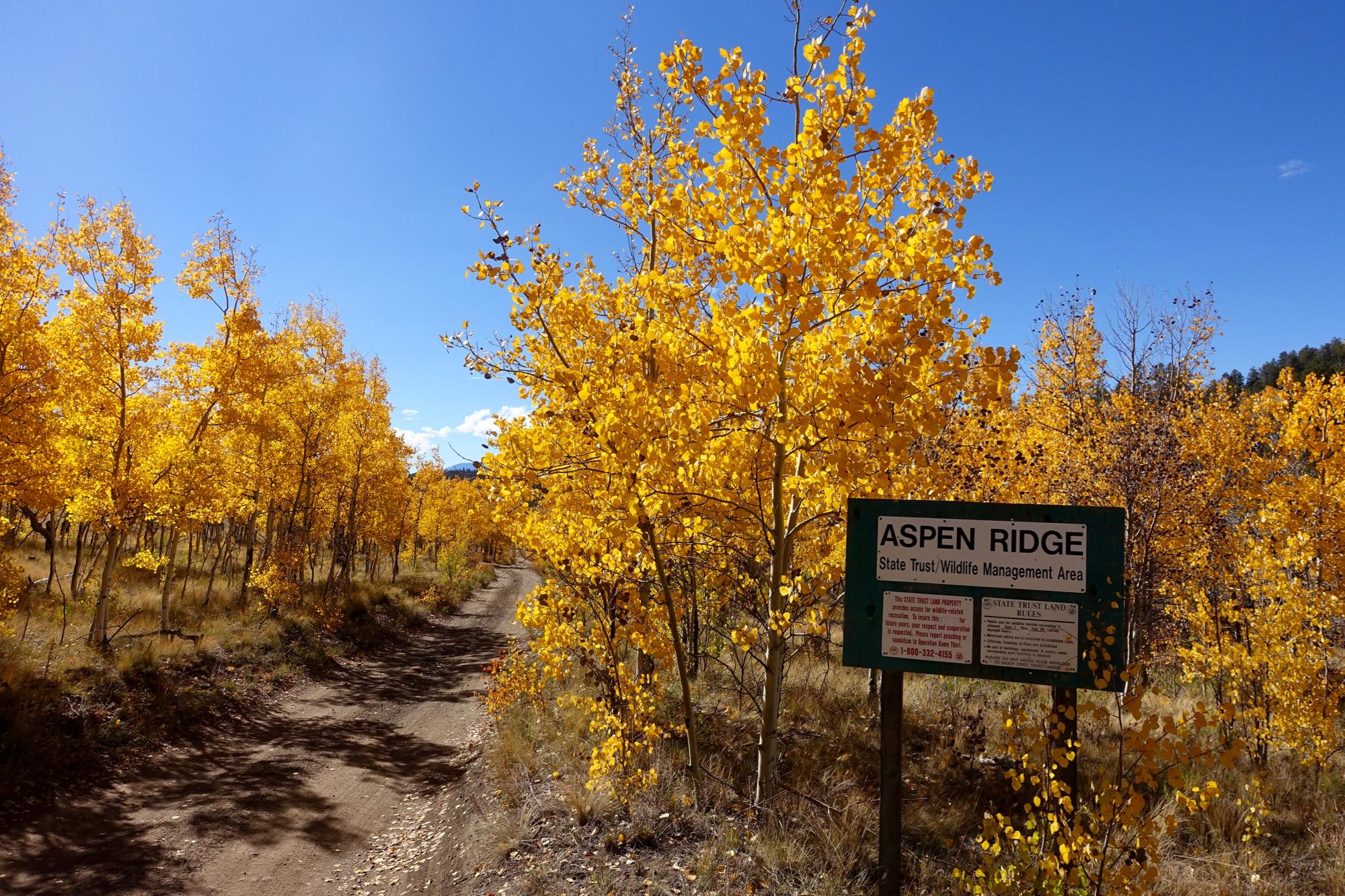 A scenic dirt path winding through a vibrant grove of golden aspen trees, under a clear blue sky. A green sign reading "ASPEN RIDGE State Trust/Wildlife Management Area" is positioned beside the path. Aspen Ridge / Road #185 mountain bike trail.