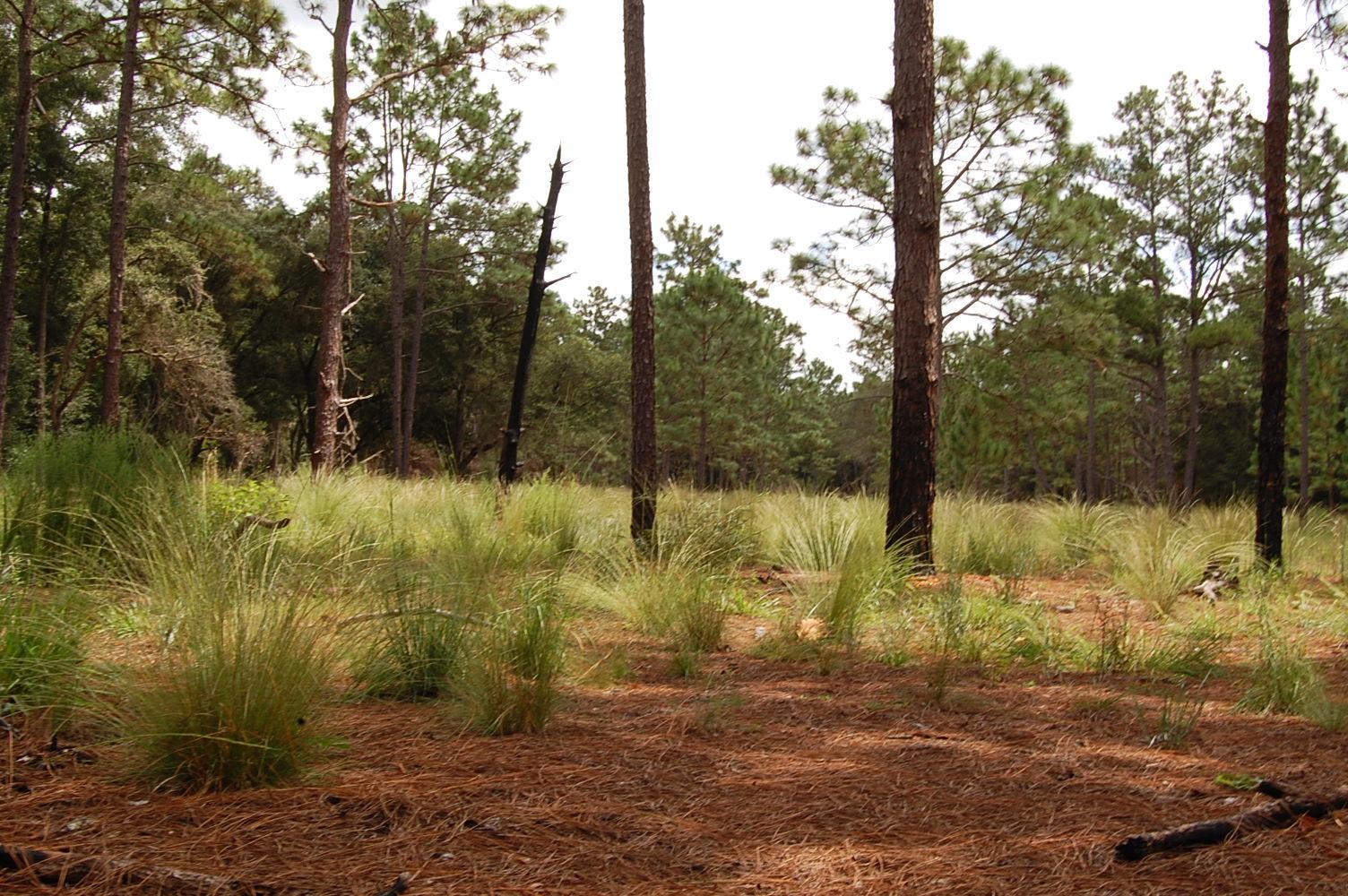A tranquil forest scene featuring tall pine trees surrounded by patches of grass and pine straw on the ground. Sunlight filters through the trees, creating a serene atmosphere. Sweetwater Preserve mountain bike trail.
