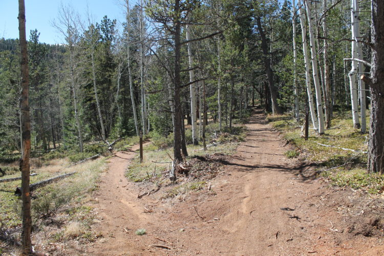 A scenic view of a forest trail dividing into two paths, surrounded by tall trees with a mix of green foliage and visible tree trunks. The trails are dirt paths, winding through the woods on a sunny day.