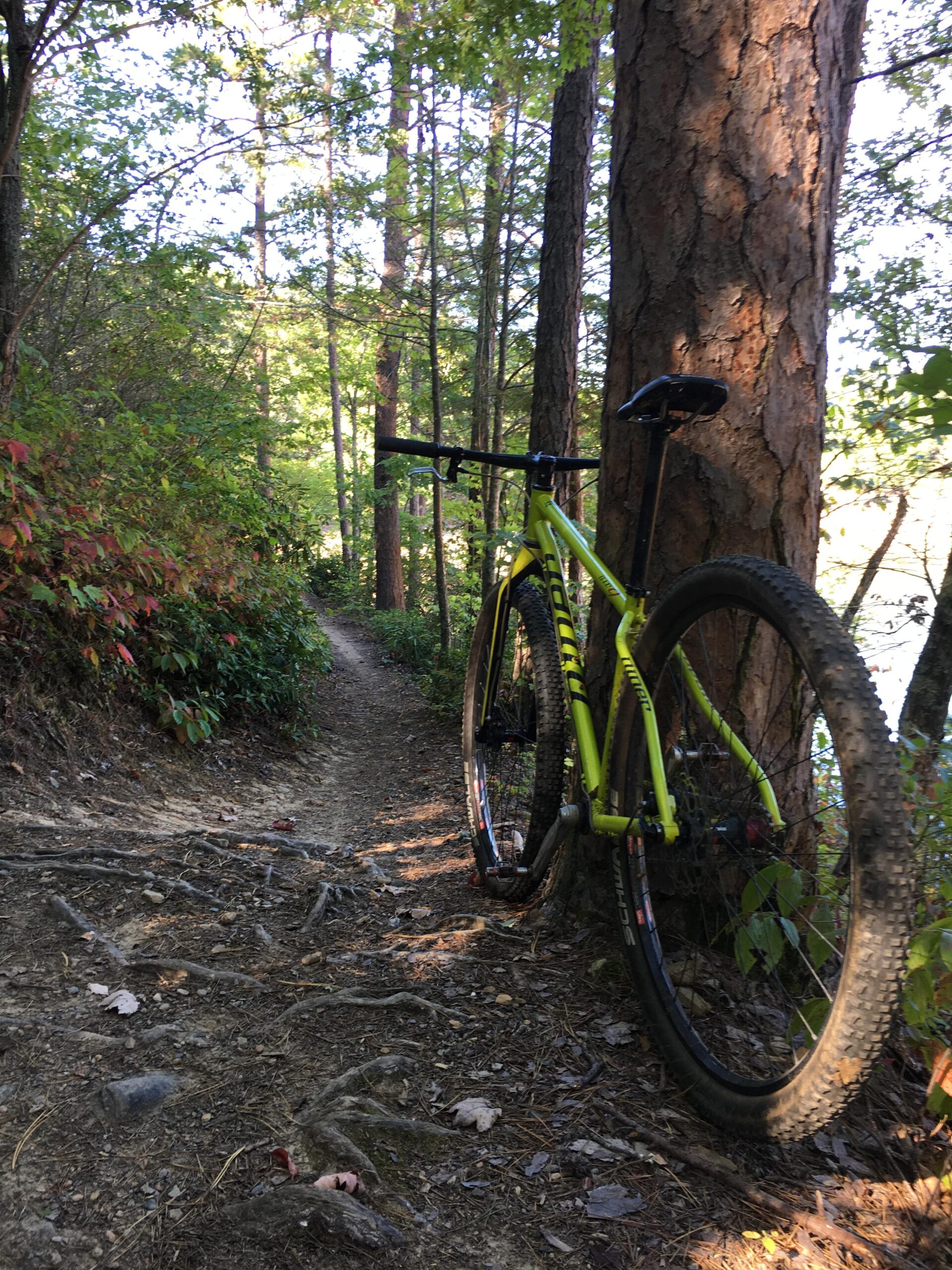 Niner S.I.R. 9: A bright yellow mountain bike leaning against a tree on a narrow dirt trail surrounded by lush greenery and tall pine trees. The sun filters through the leaves, creating a serene and inviting atmosphere in the forest.