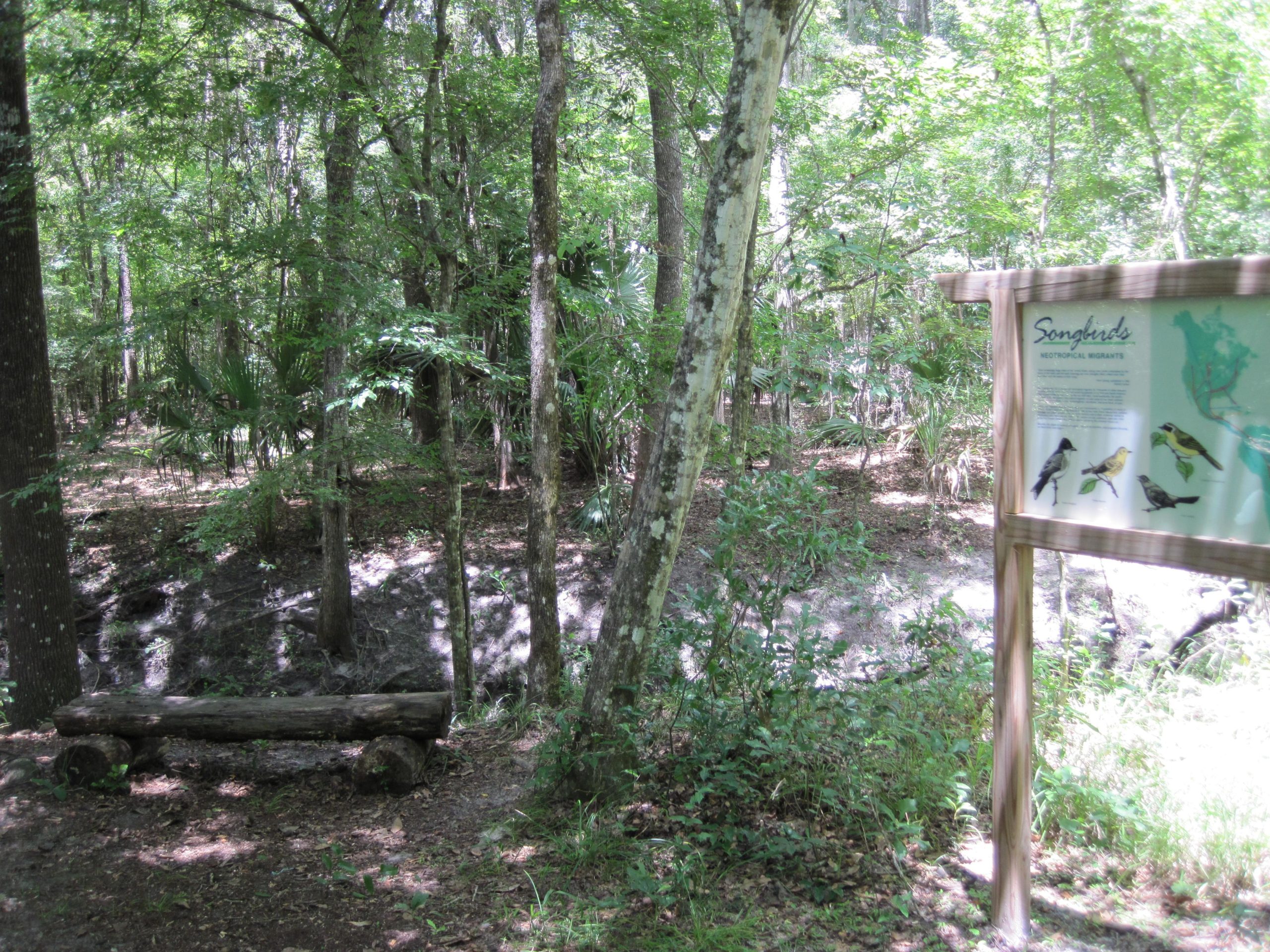 A forested area with tall trees and dense greenery. In the foreground, there is a simple wooden bench made from a log. To the right, a sign titled "Songbirds" provides information about neotropical migrants, accompanied by illustrations of various bird species. The scene is bright and dappled with sunlight filtering through the leaves. Sweetwater Preserve mountain bike trail.