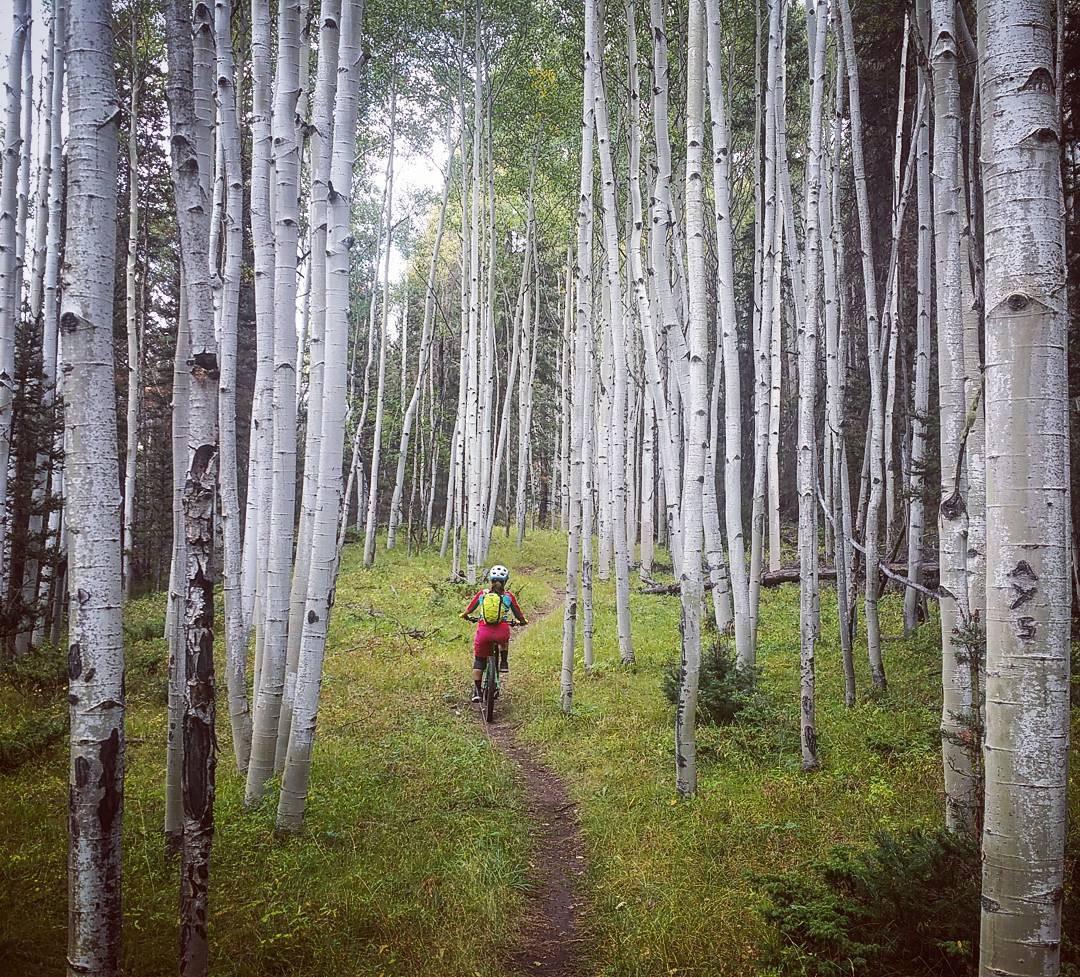 A mountain biker riding on a narrow dirt path through a dense forest of tall white aspen trees, with lush green grass on either side of the trail. The scene captures the tranquility and beauty of nature, with soft light filtering through the foliage. Jurassic / Meadows Trails mountain bike trail.