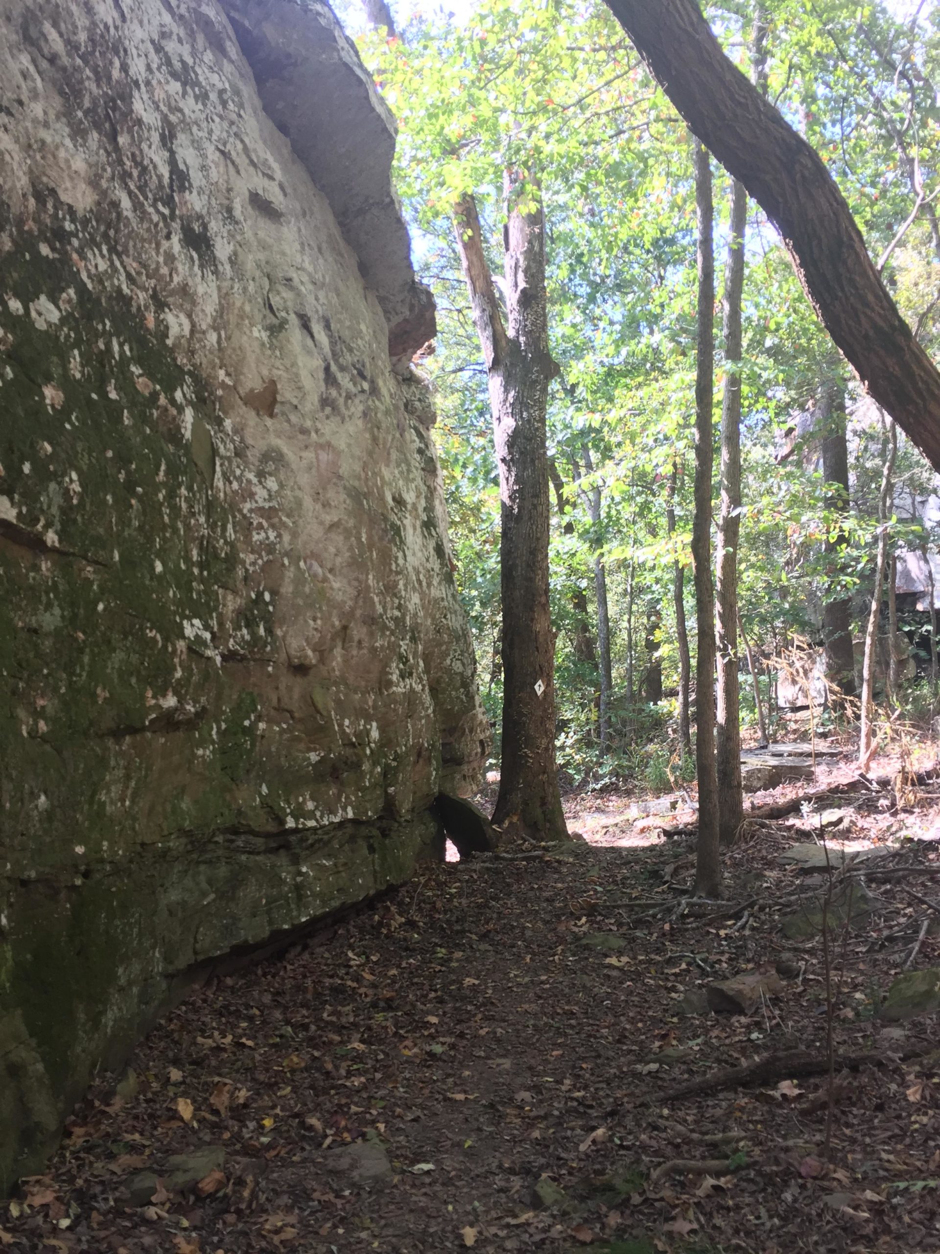 A narrow path surrounded by trees, with a large rock formation covered in moss on one side. Sunlight filters through the leaves, casting dappled light on the ground, which is littered with fallen leaves and small rocks. Lincoln Lake mountain bike trail.