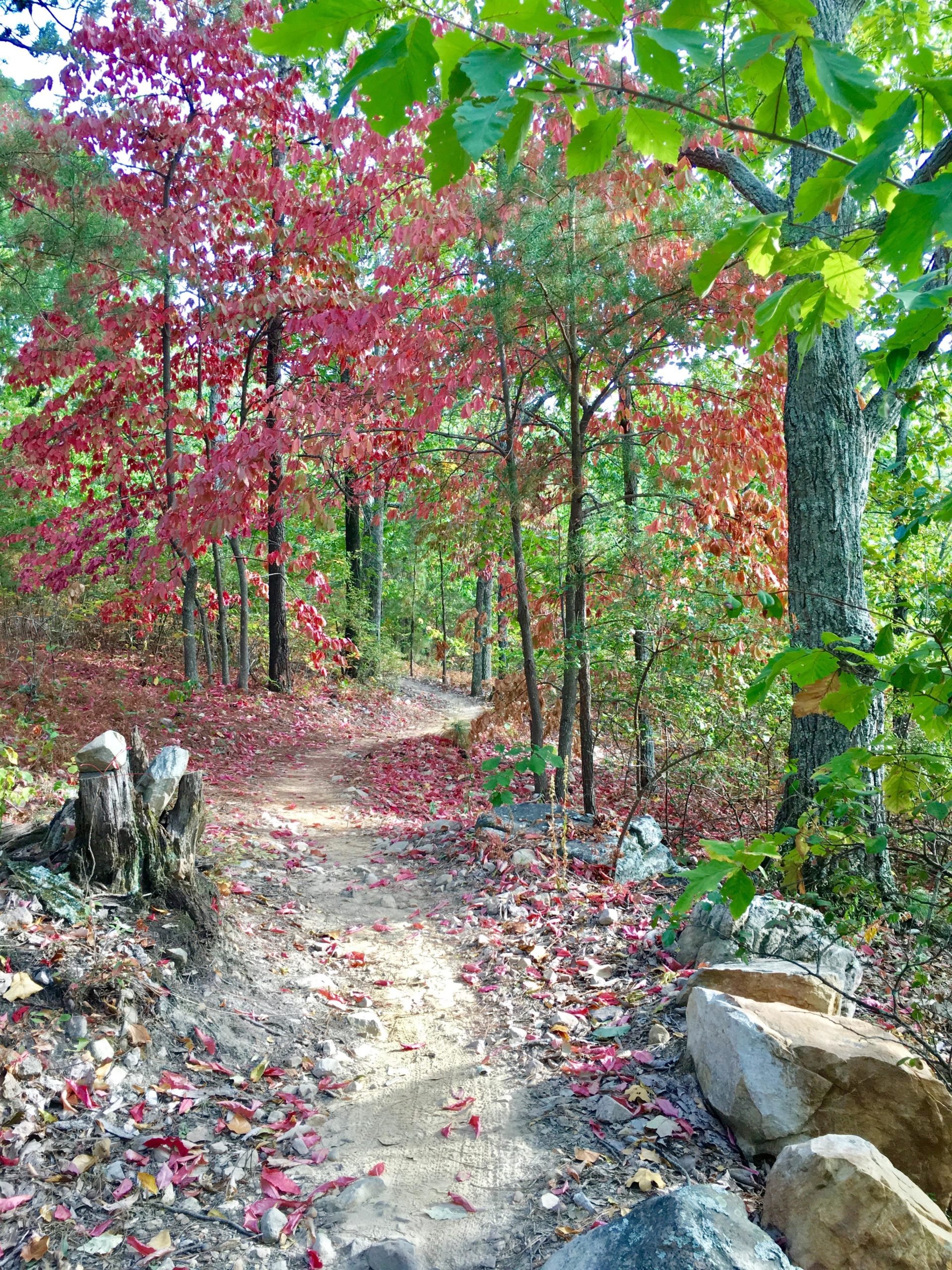 A peaceful hiking trail winding through a forest adorned with vibrant autumn foliage. The path is lined with colorful fallen leaves, and trees with red and green leaves create a picturesque scene. Large stones and a tree stump are visible along the trail, adding to the natural charm of the setting. Coldwater Mountain mountain bike trail.