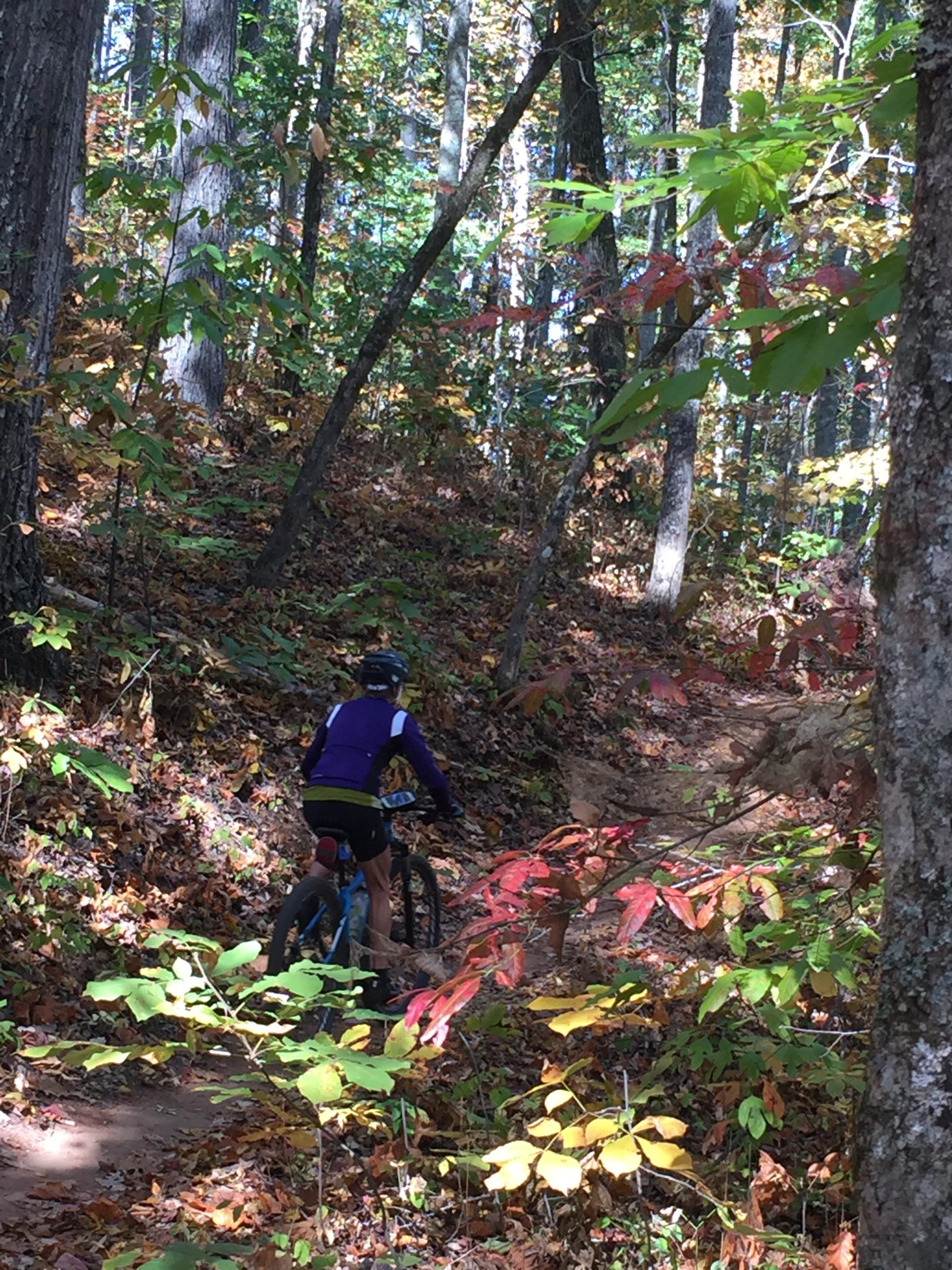 A person riding a mountain bike on a forest trail surrounded by colorful autumn foliage, with tall trees and a mixture of green, yellow, and red leaves in the background. Burnt Tree Peninsula mountain bike trail.