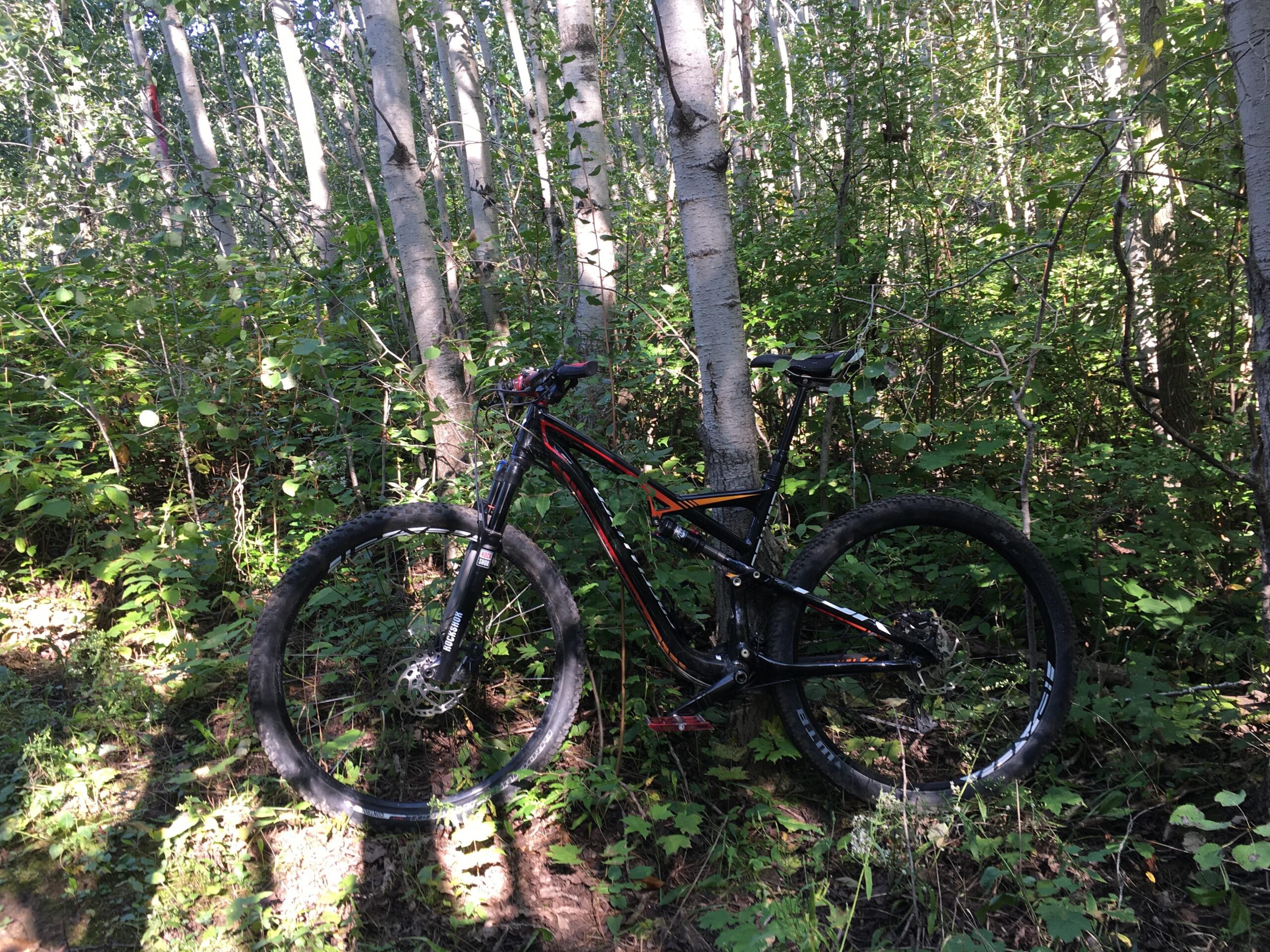 Specialized Camber Comp 29: A black and orange mountain bike leaning against a tree in a lush green forest, surrounded by tall aspen trees and dense underbrush. Sunlight filters through the leaves, casting dappled shadows on the ground.