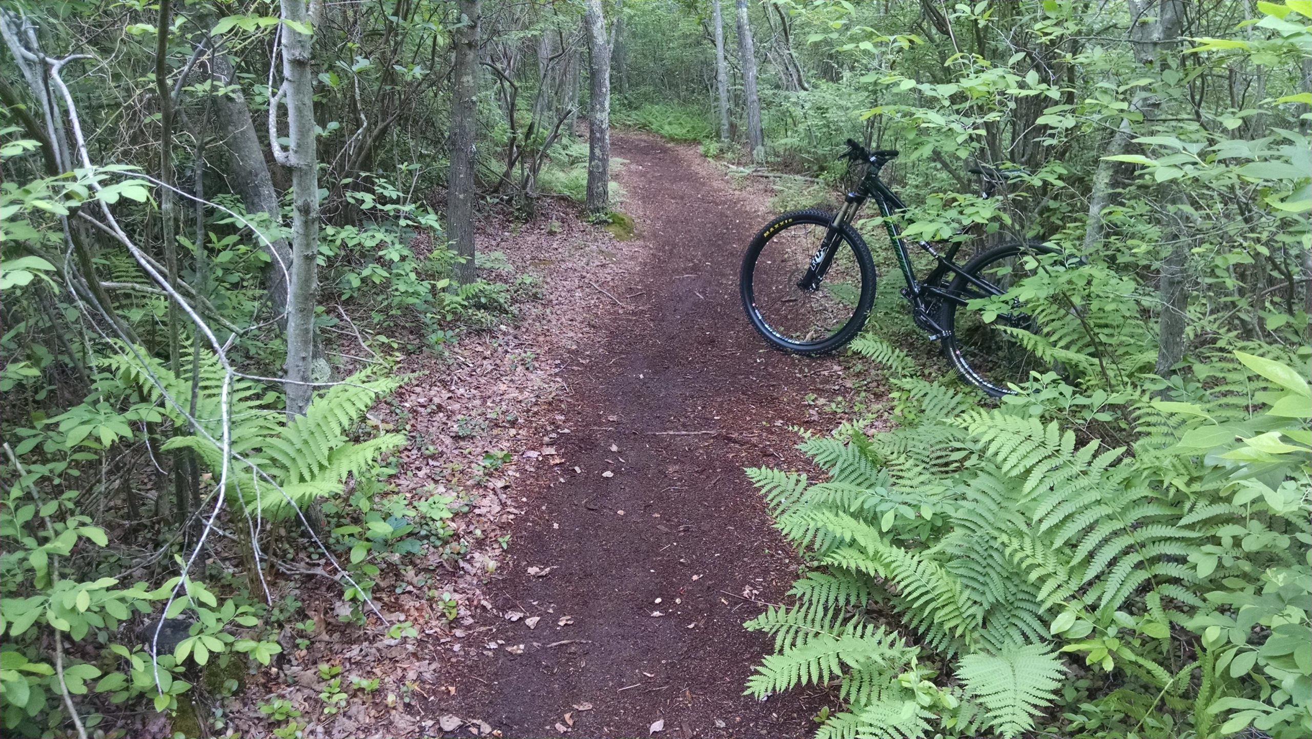 A mountain bike leaning against a tree on a narrow dirt path surrounded by lush green foliage and ferns in a wooded area. Wells Mills County Park mountain bike trail.