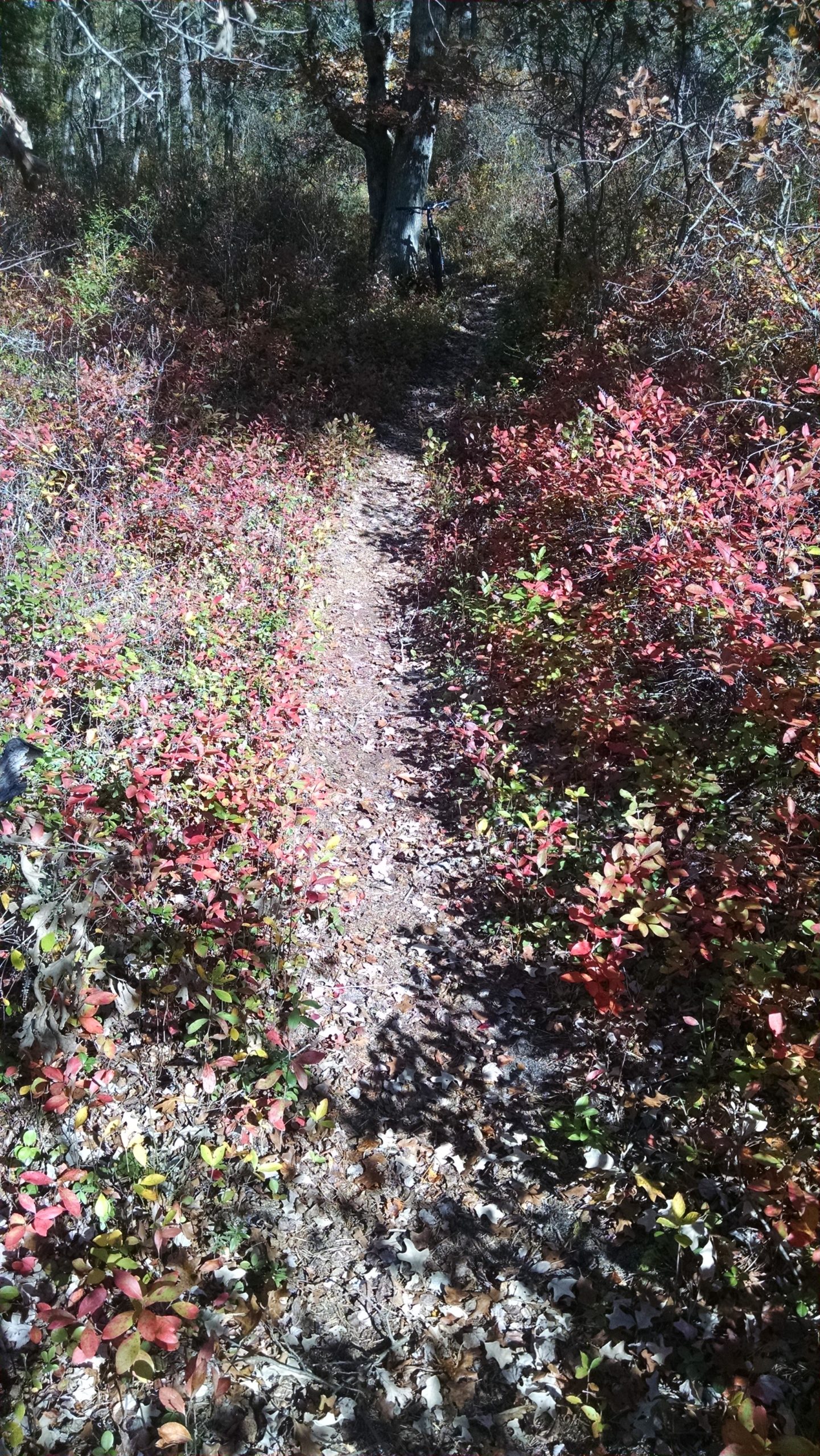 A narrow dirt path winding through a vibrant forest landscape, flanked by shrubs and small plants displaying a mix of red, green, and yellow leaves. Sunlight filters through the trees, creating a dappled effect on the ground, where fallen leaves and twigs are scattered. A bicycle is leaning against a tree in the background. Wells Mills County Park mountain bike trail.