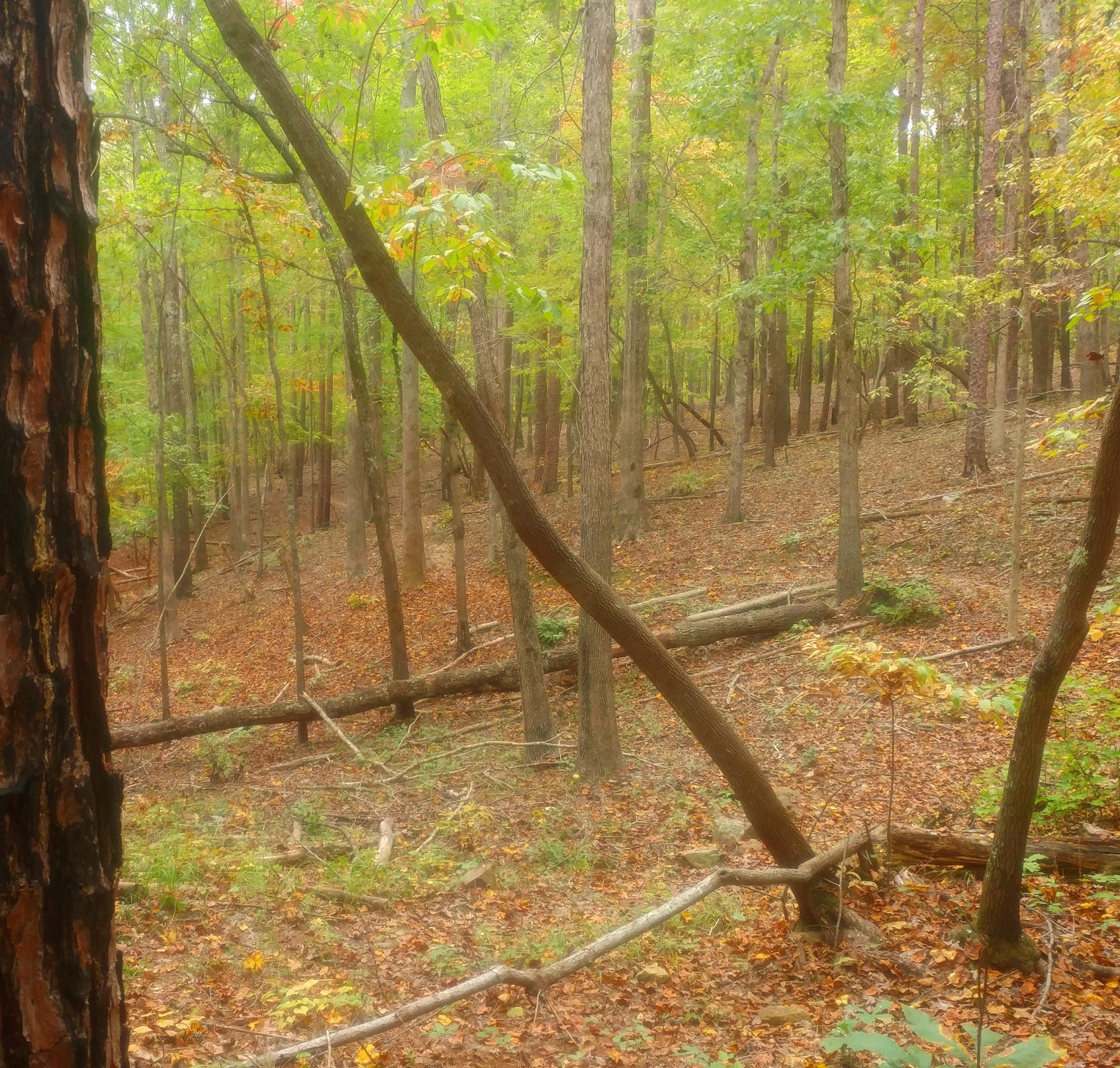 A serene forest scene featuring tall trees with green leaves, scattered patches of autumn foliage, and fallen branches on the forest floor. The landscape has a slightly hazy atmosphere, creating a peaceful and tranquil environment. Uwharrie NF: Wood Run, Supertree And Keyauwee mountain bike trail.