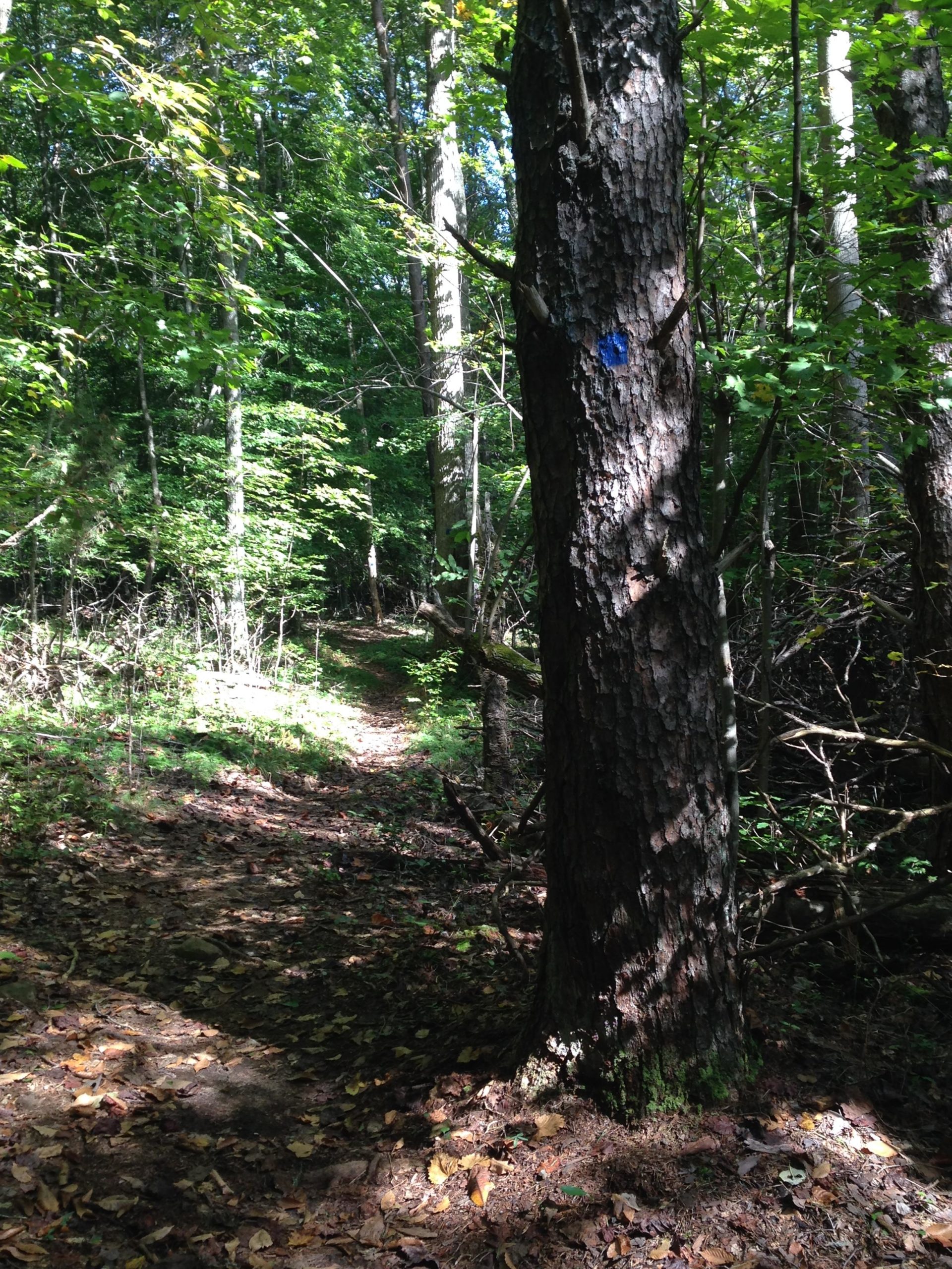 A sunlight-dappled forest path leads through a wooded area, with various shades of green foliage and fallen leaves scattered on the ground. A sturdy tree trunk stands prominently on the right, marked with a blue trail marker. The scene conveys a sense of tranquility and natural beauty. Salem Lake mountain bike trail.