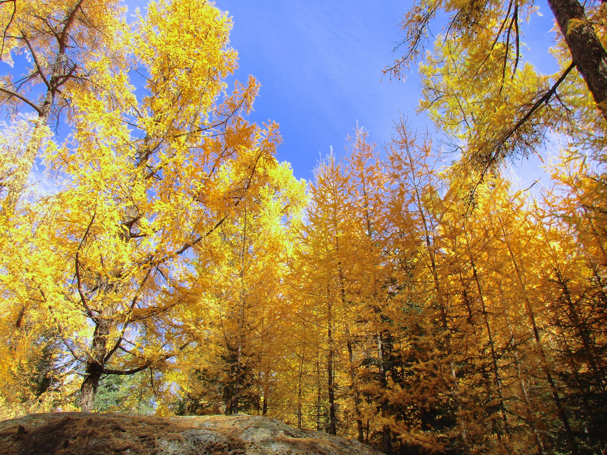 A vibrant forest scene featuring tall trees with bright yellow leaves against a clear blue sky. The sunlight filters through the foliage, illuminating the golden hues and creating a warm, autumnal atmosphere. The Beast mountain bike trail.