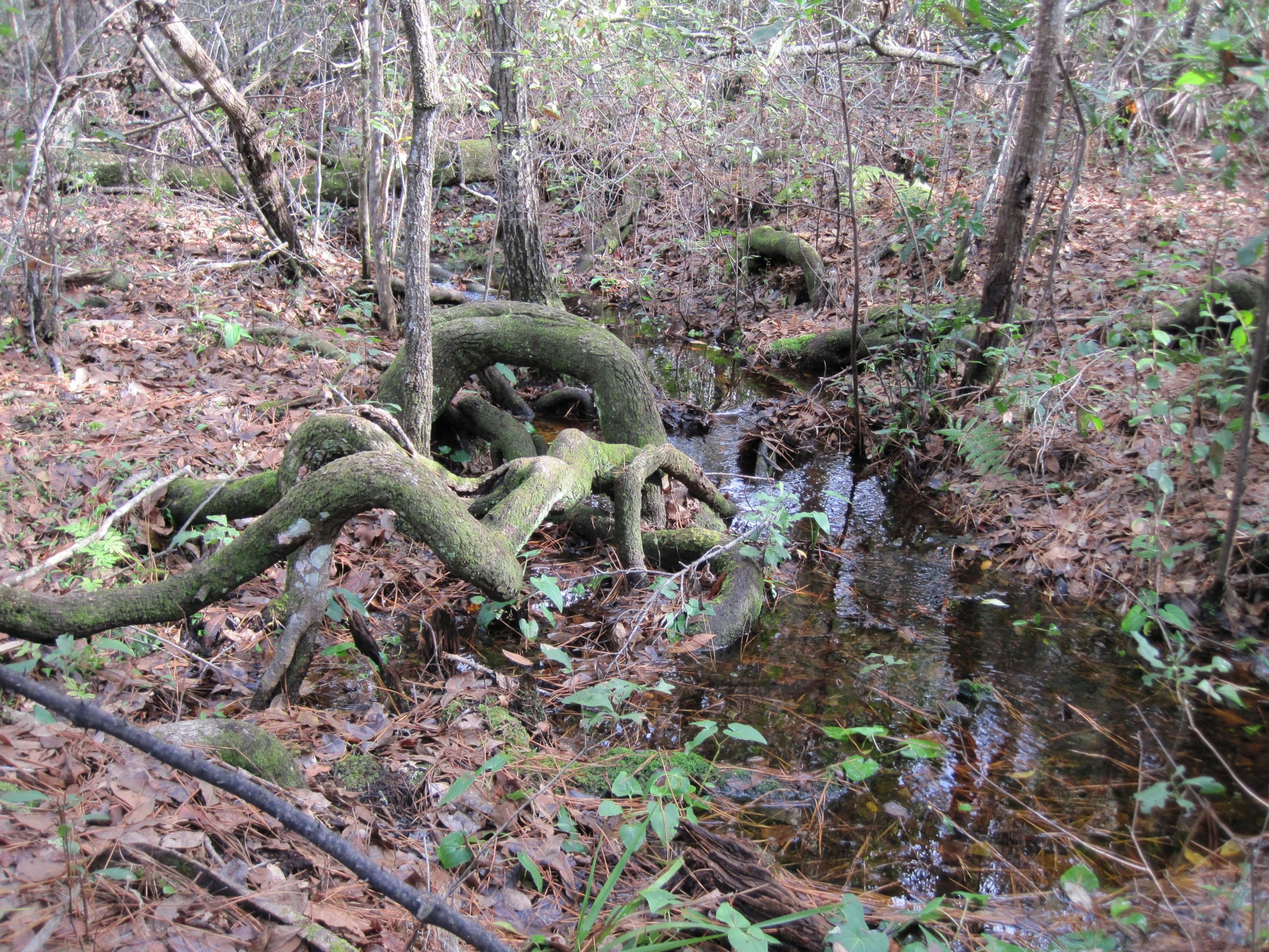 A tranquil woodland scene featuring a shallow stream surrounded by twisted tree roots and fallen leaves on the forest floor. Lush greenery is present, with various plants and small ferns growing among the foliage. The sunlight filters through the trees, creating a peaceful, natural atmosphere. Sweetwater Preserve mountain bike trail.