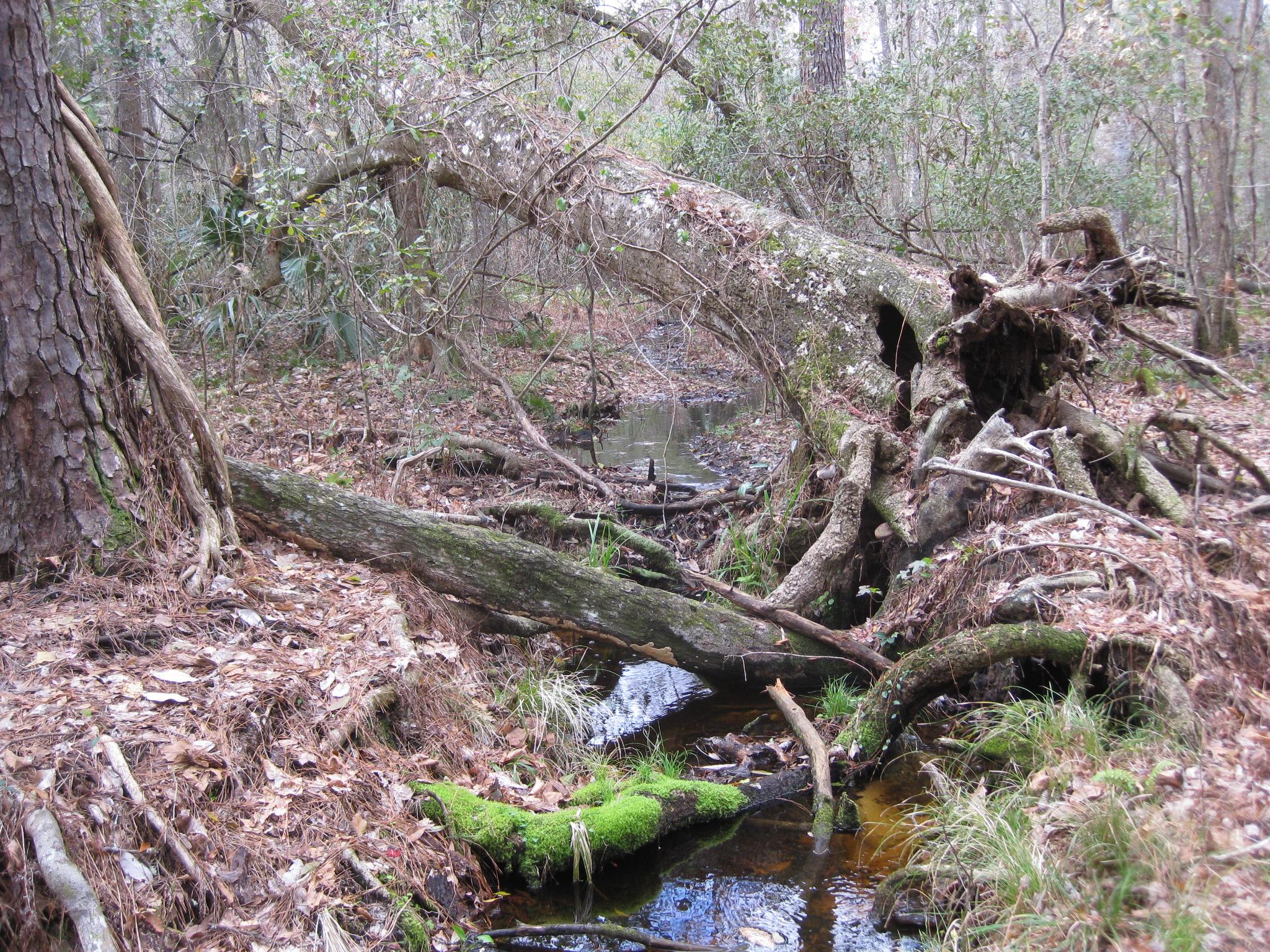 A tranquil forest scene featuring a small stream surrounded by fallen trees and lush greenery. The ground is covered with dried leaves, and a moss-covered log lies near the water's edge, creating a peaceful, natural ambiance. Sweetwater Preserve mountain bike trail.