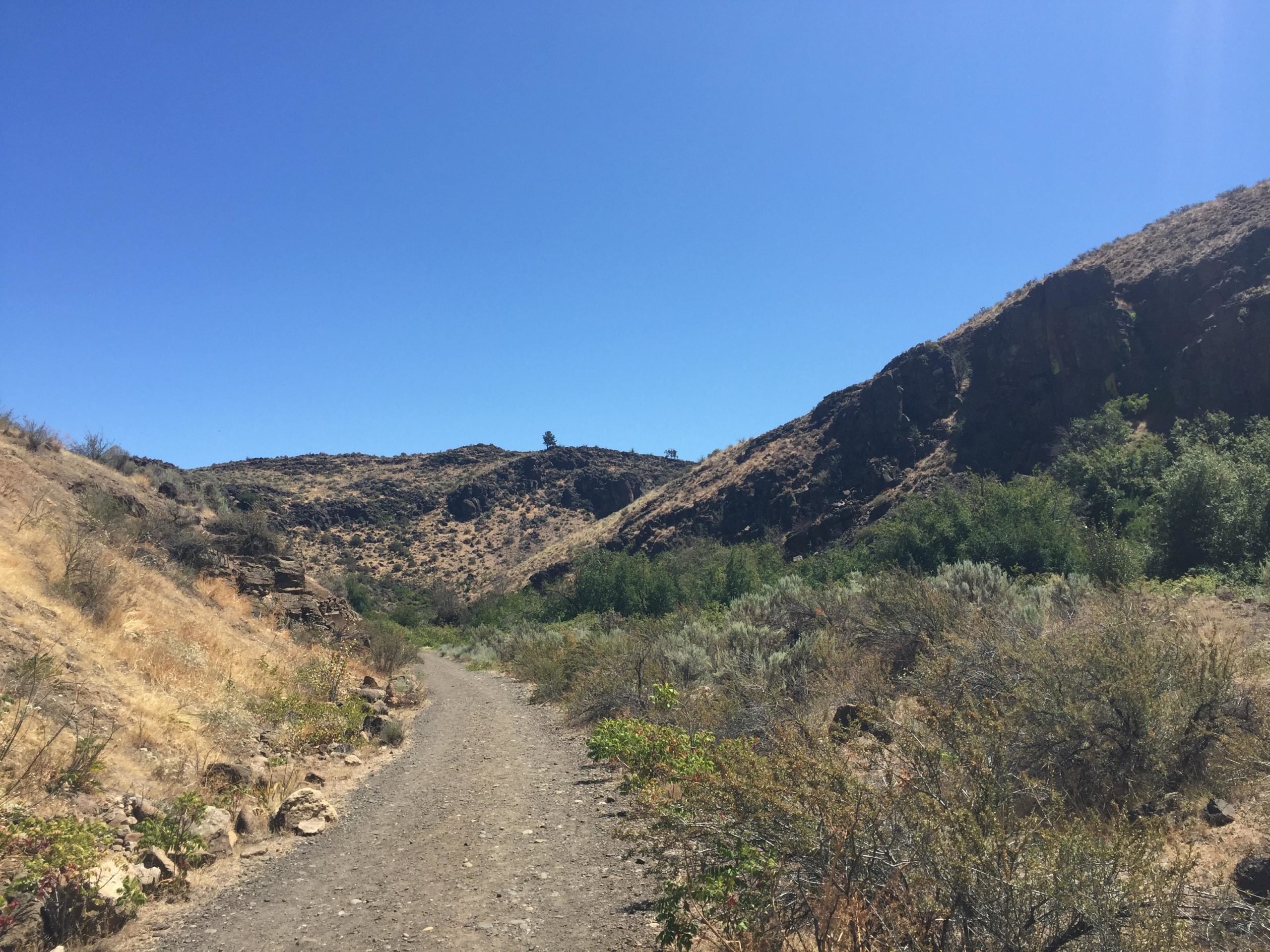 A dirt path winding through a dry, rugged landscape with hills and sparse vegetation under a clear blue sky. Cowiche Canyon mountain bike trail.