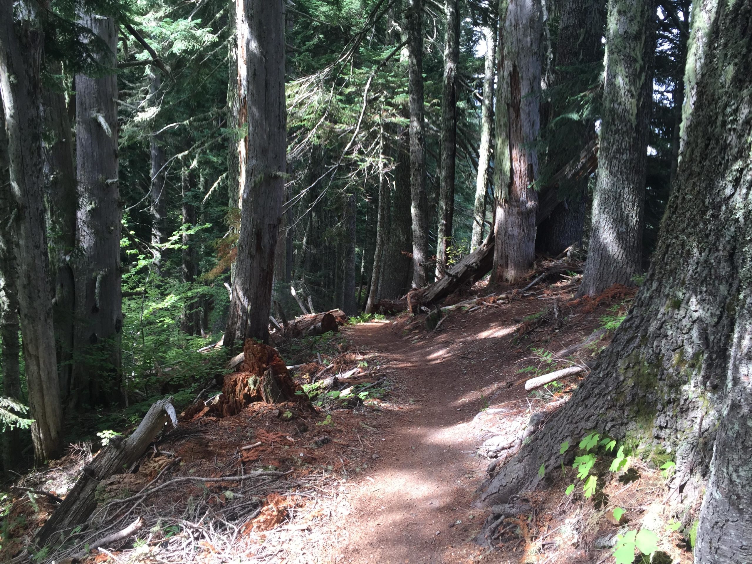 A winding dirt trail through a dense, sunlit forest featuring tall trees and a rich undergrowth of greenery. Various tree trunks, some with moss, line the path, creating a peaceful, natural setting. Ape Canyon#234, Abraham#216d, Smith Creek#225 Trails mountain bike trail.