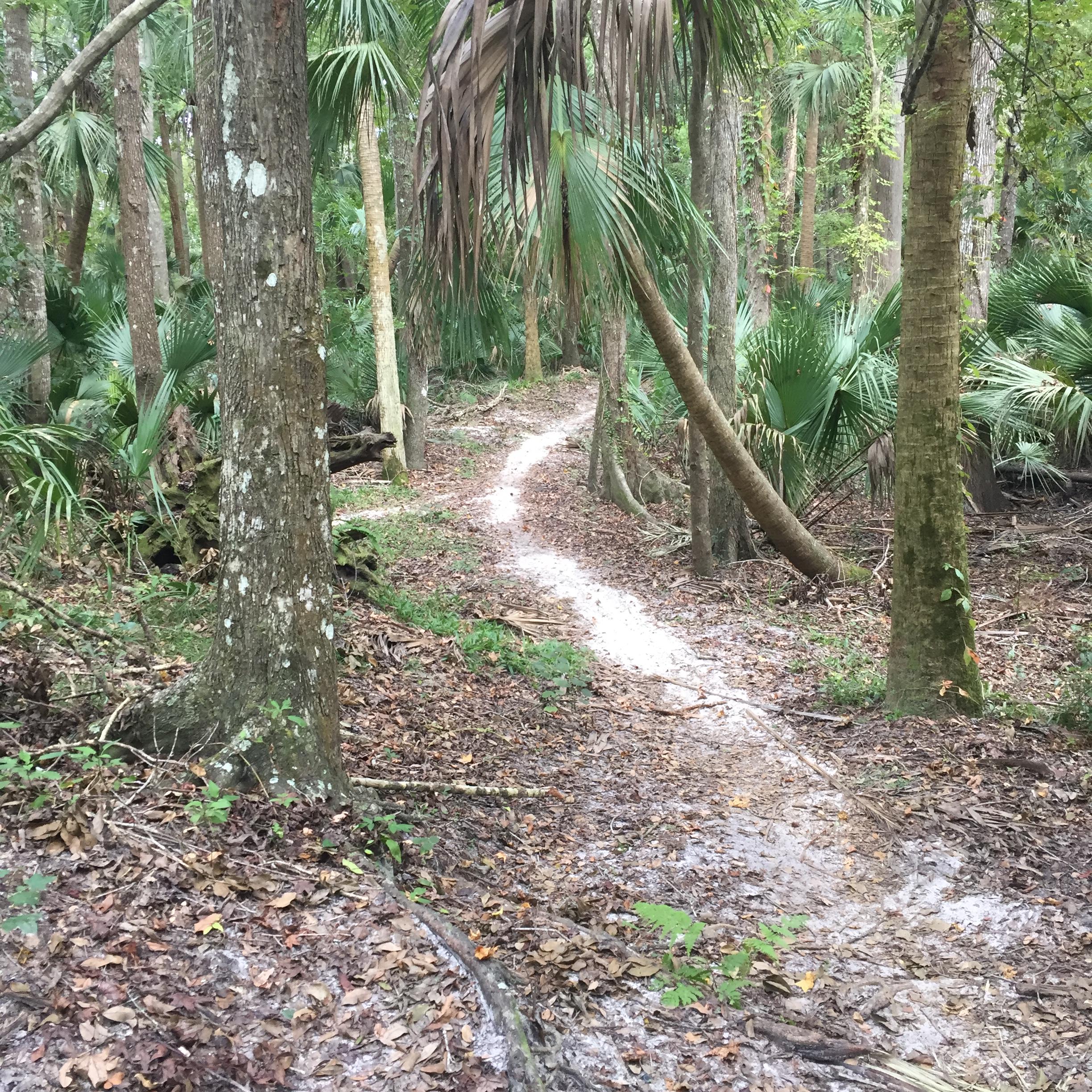 A winding dirt path surrounded by dense greenery, including tall trees and palm fronds, creating a serene forest scene. The path is lined with fallen leaves and leads further into the woods. Soldier Creek Park mountain bike trail.