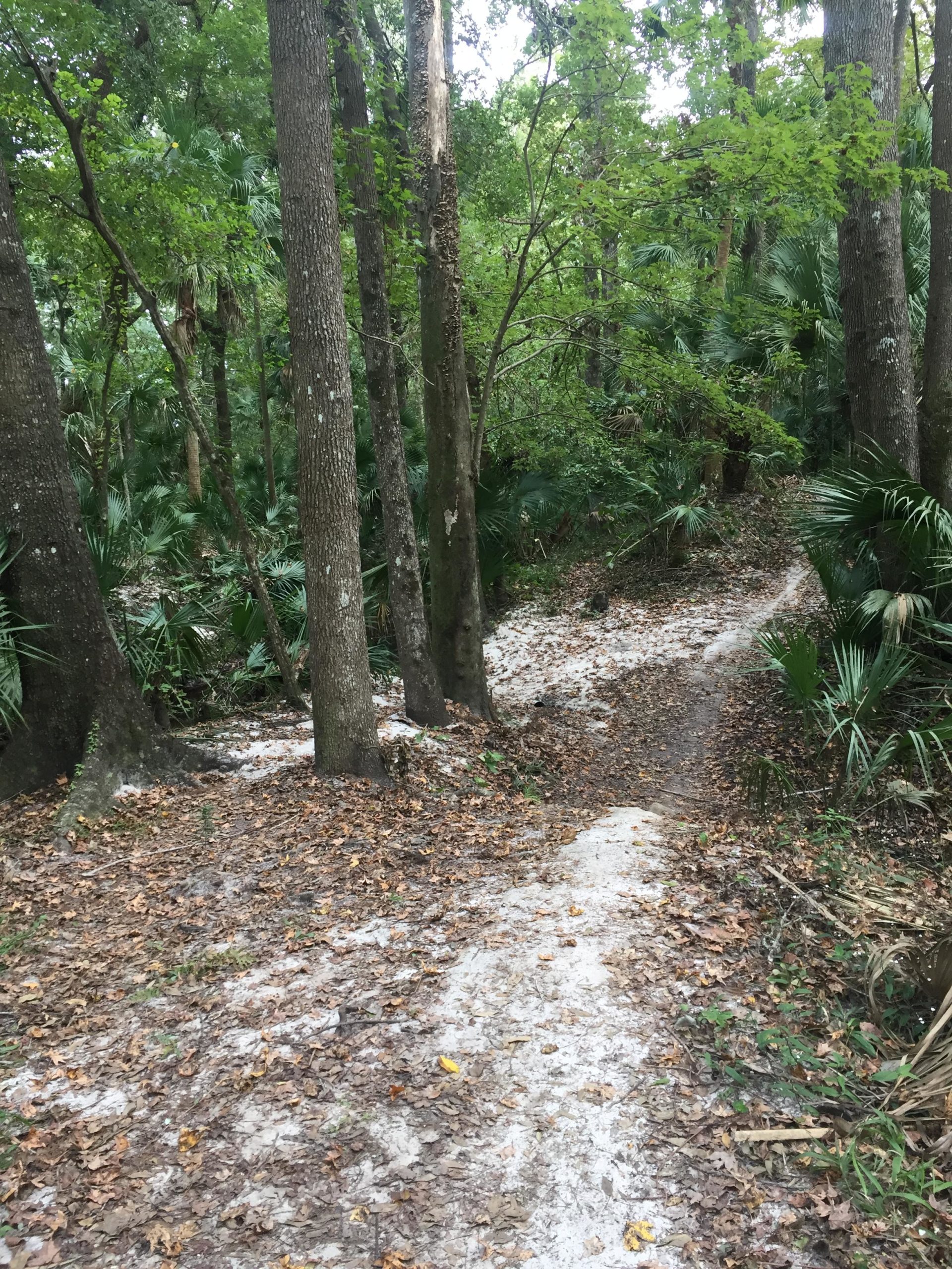 A winding dirt path through a dense wooded area, lined with tall trees and scattered with fallen leaves. Lush green foliage surrounds the trail, with hints of palm plants visible in the underbrush. The ground is partly covered in light-colored sand, leading into a serene, natural landscape. Soldier Creek Park mountain bike trail.
