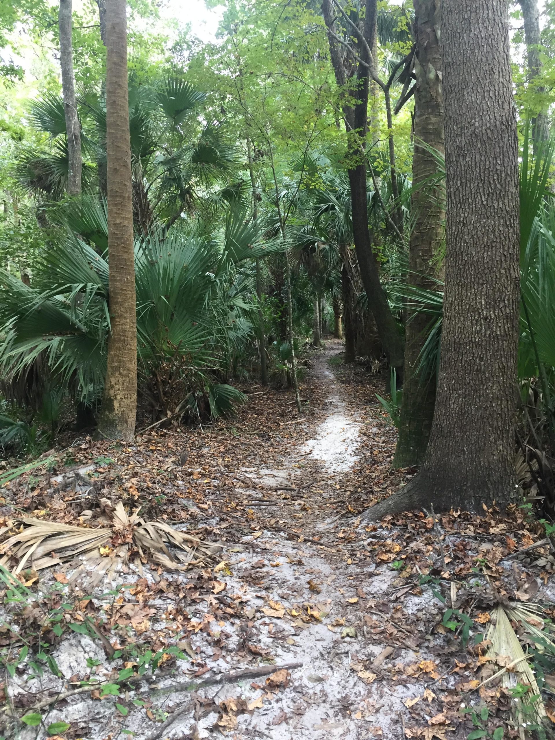 A narrow, winding trail cuts through a lush green forest, surrounded by tall trees and abundant palm fronds. The ground is covered with fallen leaves and patches of sandy soil, creating a natural pathway that leads deeper into the wilderness. Sunlight filters through the dense canopy above, casting a dappled light on the trail. Soldier Creek Park mountain bike trail.
