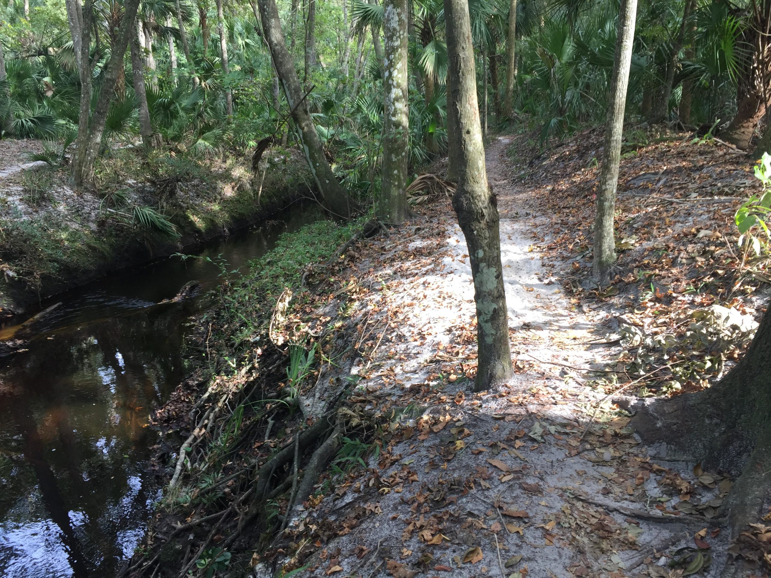 A narrow dirt path winding through a wooded area with tall trees and palm leaves. A small, calm stream flows along one side, surrounded by fallen leaves and greenery. Sunlight filters through the foliage, casting dappled shadows on the ground. Soldier Creek Park mountain bike trail.