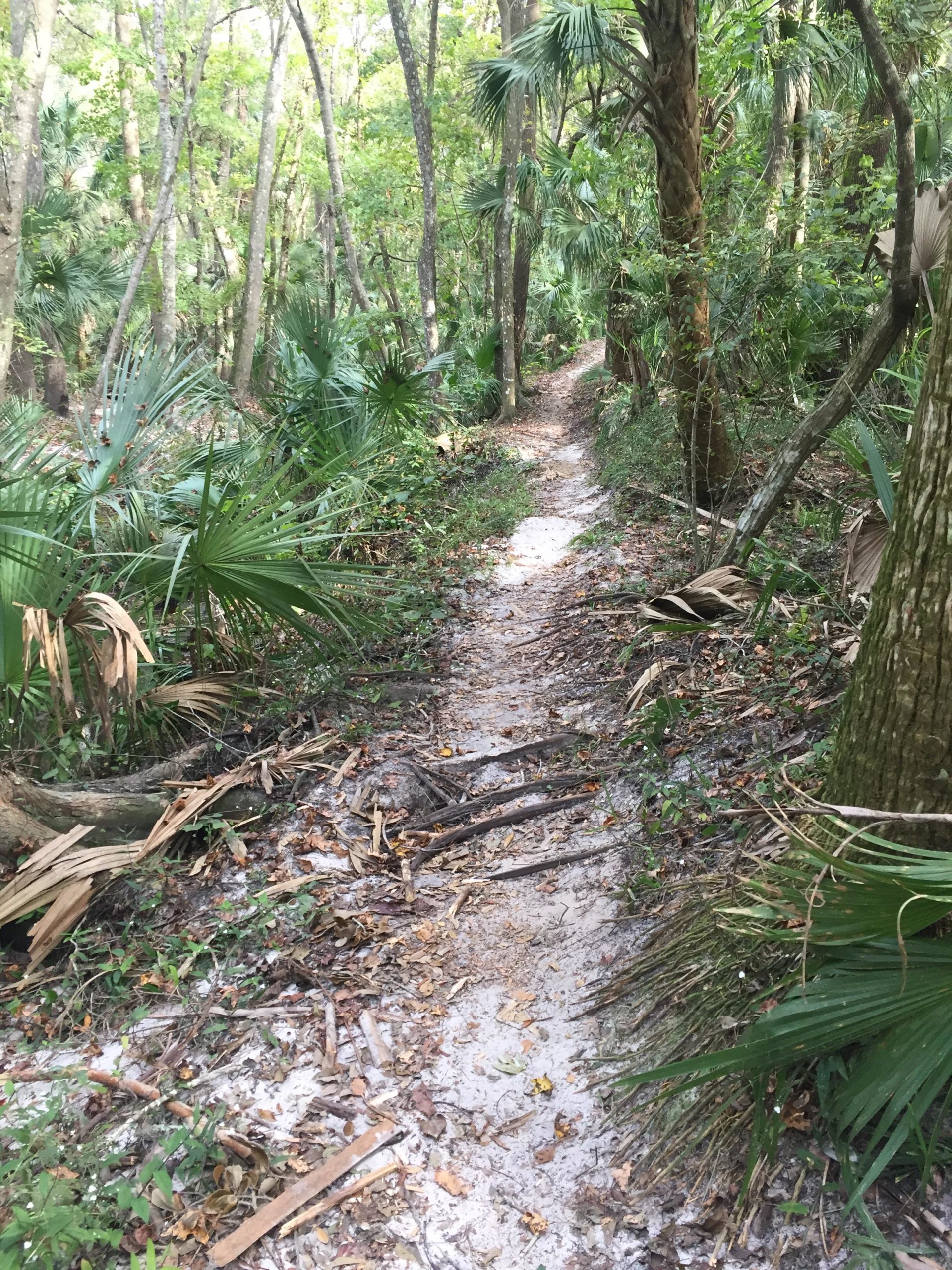 A winding dirt path through a lush green forest, surrounded by tall trees and dense foliage. The trail is lined with sandy patches and scattered leaves, inviting exploration in a natural, untouched setting. Soldier Creek Park mountain bike trail.